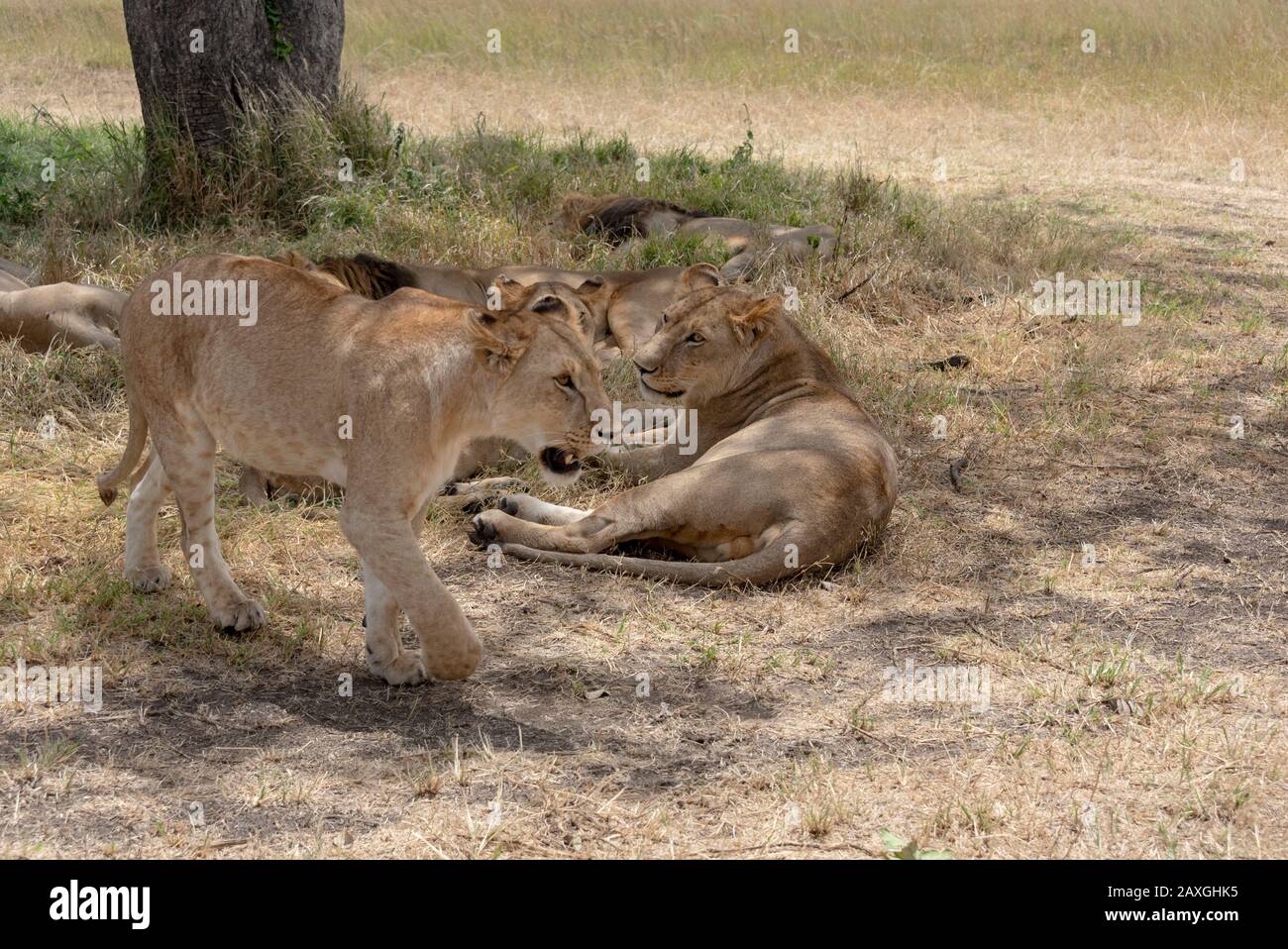 Junge weibliche Lioness in der Serengeti Stockfoto