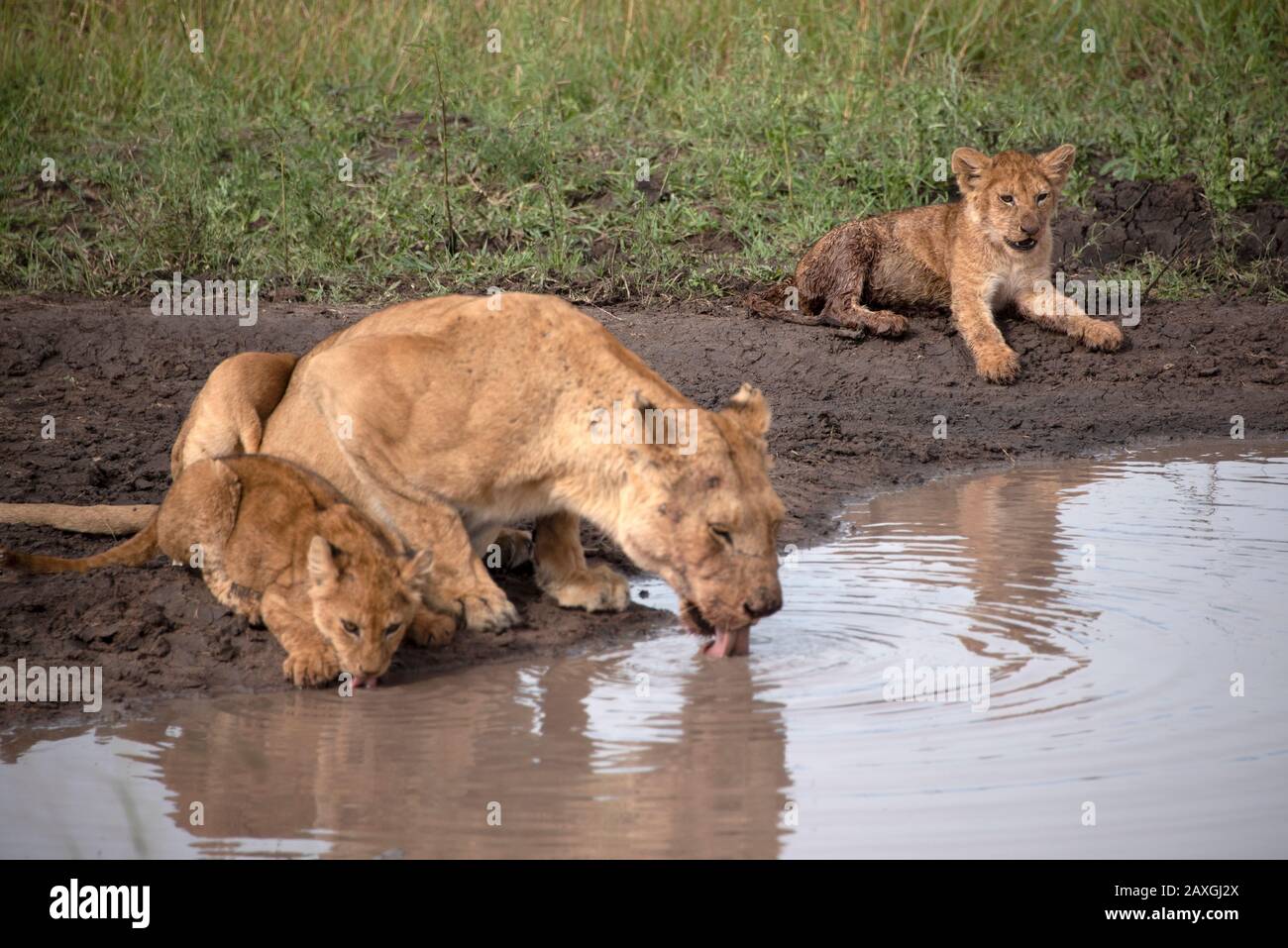 Zwei Löwenkuppen mit Lioness ruhen auf der Wasserbank. Stockfoto