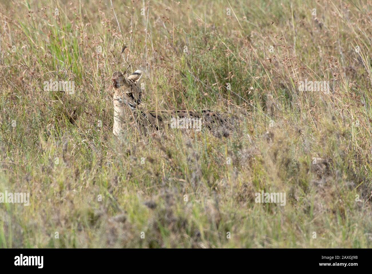 Servalkatze auf der Jagd im Serengeti-Nationalpark Stockfoto