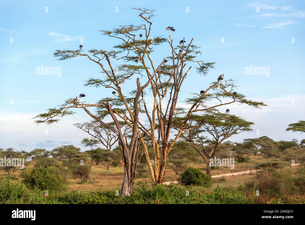 Marabou Stürmt im Baum. Serengeti-Nationalpark, Afrika Stockfoto
