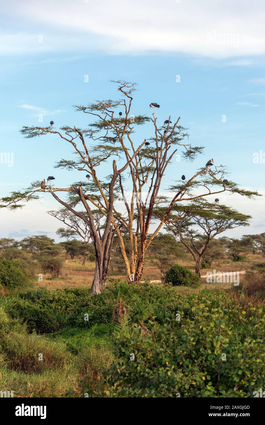 Viele Marabou-Störche ruhen in diesem Baum. Serengeti-Nationalpark, Afrika Stockfoto