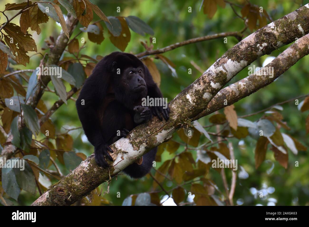 Ein Bemannter Howler Monkey in Costa Rica Regenwald Stockfoto