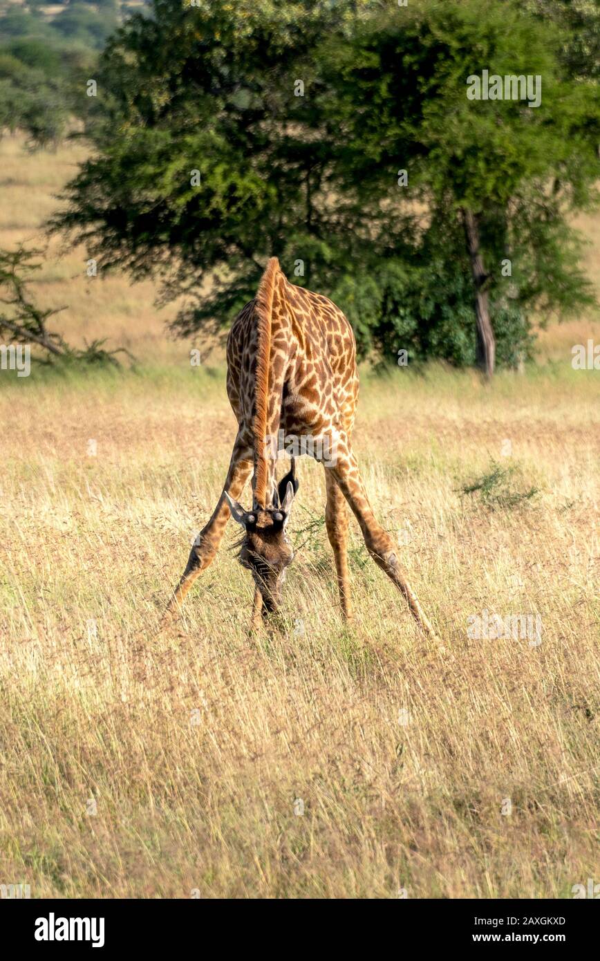 Giraffe, die die Safarifahrzeuge auscheckten. Serengeti-Nationalpark. Stockfoto