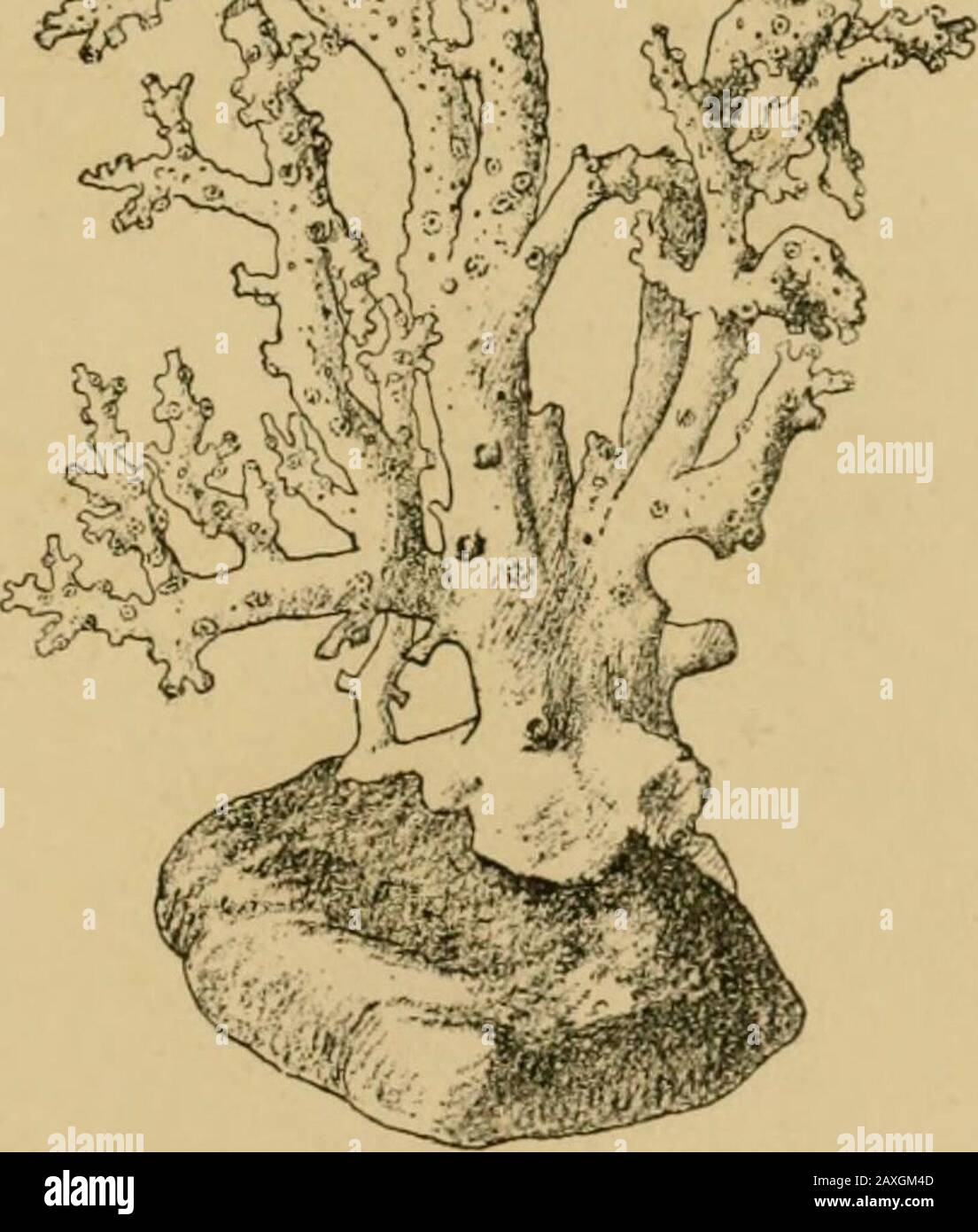 Die Porifera und die Koelentena . ? 1 Wr^. Abb. 43". Skelette von Allopora (upjier links hanil), Errina (unten links liatid), andStylaster (rechts), große komplexe Nematocysten, die aus den üblichen Körperschichten bestehen und an ihren Basen mit den röhrenförmigen Coenosarcdurch strahlende Röhrchen verbunden sind. Die Struktur der (jonophoren (Hickson, 38) variiert rücksichtslos in verschiedenen Genera, ist aber offenbar in allen Fällen auf eine Verimplifizierung des Medusoid-Typs beweisbar, wie es inAnthomedusae skizziert hat (S. 20). Das Gonophor ist nicht als everened bekannt; es entwickelt weder Velum, Tentakel, mo Stockfoto