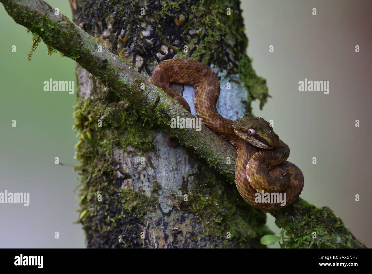 Wimpel Palm Pitviper in Costa Rica tropischer Regenwald Stockfoto