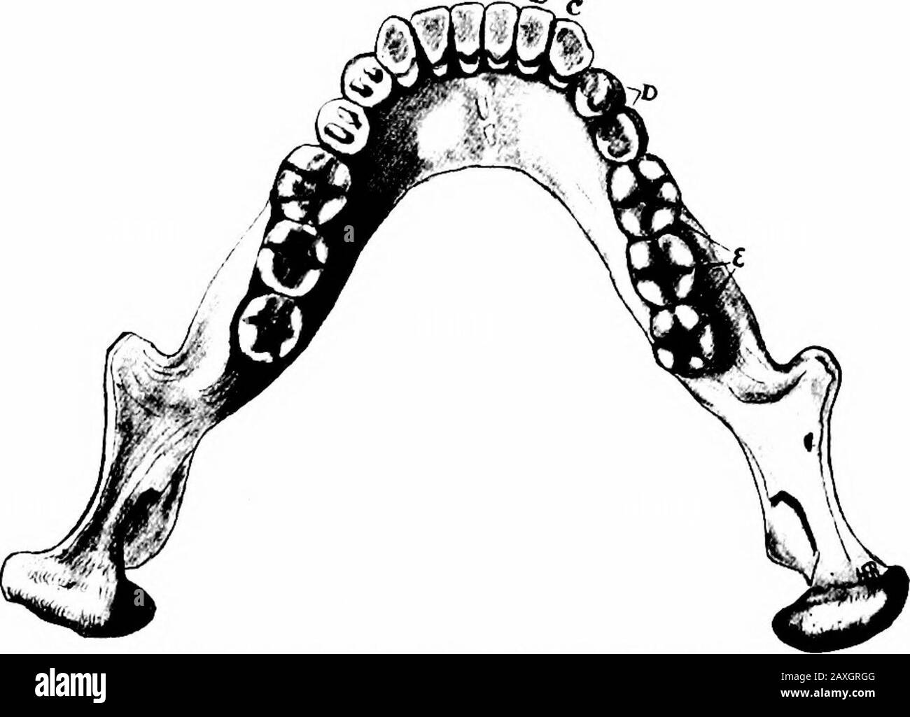 Ein Handbuch der Anatomie . Zahnschmelzschliff Dentin Cementuni Abb. 207.-Vertikaler Abschnitt eines Kaninenzahns.. Abb. 208.-Unterkiefer mit den bleibenden Zähnen. A, zentraler Schneidezahn; B, seitlicher Schneidezahn, Canin; D, Prämolar; E, Molenzähne. C. Innerhalb des alveolären Prozesses bilden sich die Root {radix dentis). Theroot wird im alveolären Sockel von der peridentalen Membran {peri-osteum alveolare gehalten). Am Scheitel der Wurzel befindet sich eine Öffnung {foramenapicis), die in den Wurzelkanal {canalis radicis führt), der die ZUNGE 287 in der Fruchtfleischhöhle {Cavum dentis beendet). Letztere wird von Thetooth Pulp (Pulpa Stockfoto