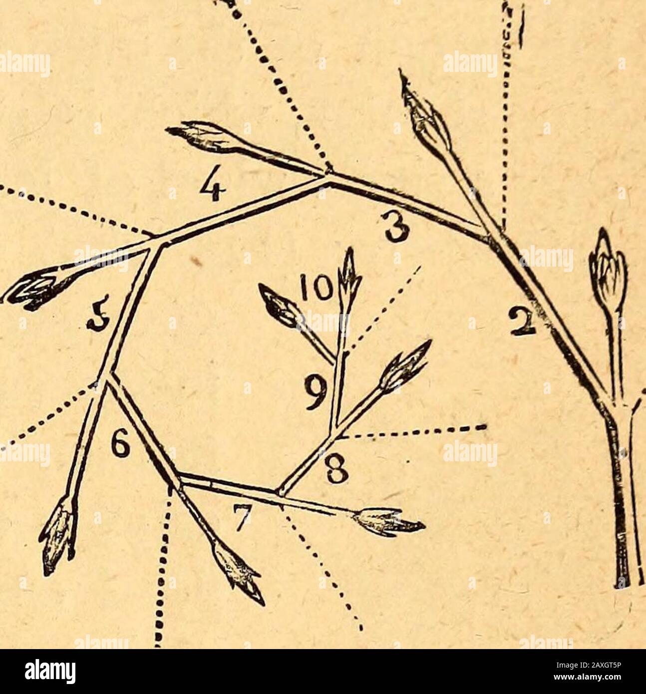 Textbuch der strukturellen und physiologischen Botanik . die Achseln gegensätzlicher Blätter erscheinen, als ob sie den Stamm umkreisen. Ähnliche unbebaute Zymen, Terrhedglo7ne7-uli, kommen in Valerian-ella vor. Wenn eine Zyme nur auf einer Seite entveloped wird, und im jungen Zustand zirzinat aufgerollt wird, wird sie als Skorpioidzyme^ als inthe forget-me-not bezeichnet (Abb. 227);[Wenn man immer intotwo Arme gleicher Stärke, mit einer Blume im Winkel, asin die meisten Caryophyllacese, es ist ein Dichoio7?iotis Cyme. Die große Vielfalt der verschiedenen Arten von Infloreszenzen wird erhöht und komplizierter b Stockfoto