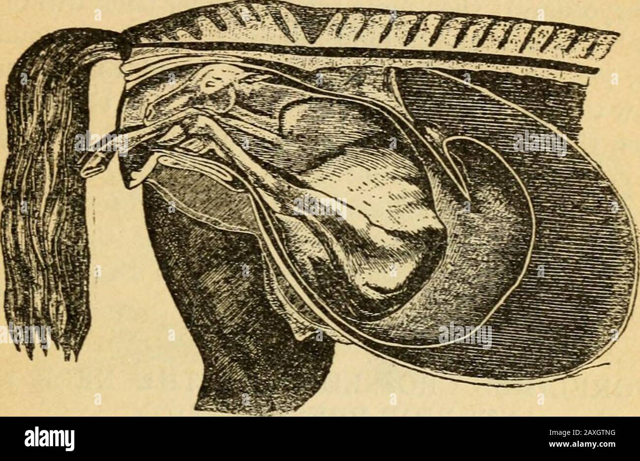 Das veterinärmedizinische Kompendium: Für den Bauern und Züchter von Tieren . ious Charakter, verdienen sie die sorgfältigste Studie, damit sie erfolgreich sein können - vollständig überwunden. Es ist sehr notwendig, dass Die Normale Partur, auch wie man Erfolgreiche Untersuchungen macht inDifficult Parturition gründlich und sorgfältig nachgelesen wird, bevor man die folgenden Malpräsentationen liest. NATÜRLICH-ANTERIORE PRÄSENTATION. In dieser Präsentation sind der verlängerte Kopf und die ausgestreckten Vordergliedmaßen zum Genitalkanal hin. Wie diese Präsentation gründlich erklärt und unter Normaler Geburt illustriert wurde, die Stockfoto