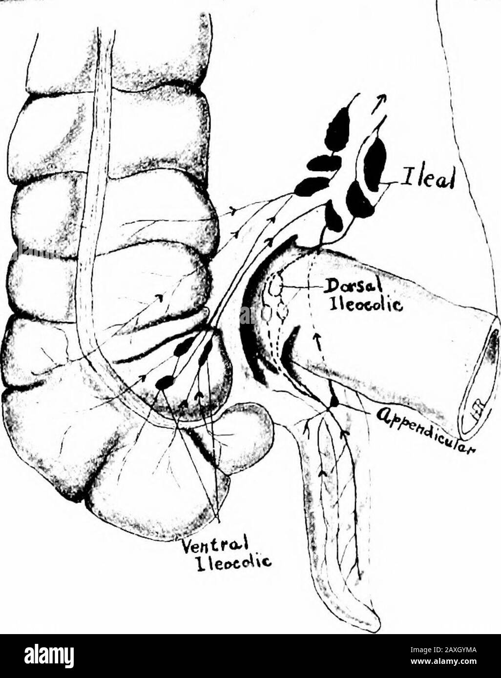 Ein Handbuch der Anatomie. Die Lymphe aus den oben genannten Organen durch die seceliac, Superior und inferioren mesenterischen Knoten und Stämme. Die lymphatische Entwässerung der Leber ist sehr kompliziert und daher ist besonders zu berücksichtigen. Es gibt zwei oberflächennahe und tiefe Setsof-Gefäße. Die oberflächlichen Gefäße der Konvexoberfläche verlaufen in drei Richtungen. Die der linken Seite leiten die Parakardialknoten der Magengruppe ab; die der mittleren führen die LYMPHE DES THORAX 265 durch die Kavallendosis des Zwerchfells und leeren sich in Knoten, die den Abschluss der Vena cava inferior erreichen; fro Stockfoto
