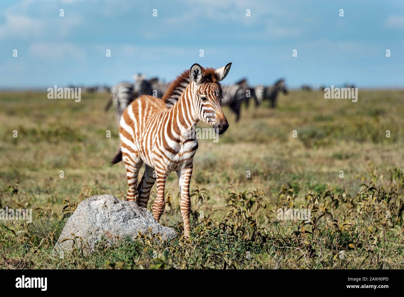 Schönes Zebrafohlen im Serengeti Nationalpark, Afrika. Ich war erstaunt über die wunderbare Orange des kleinen Zebras. Stockfoto
