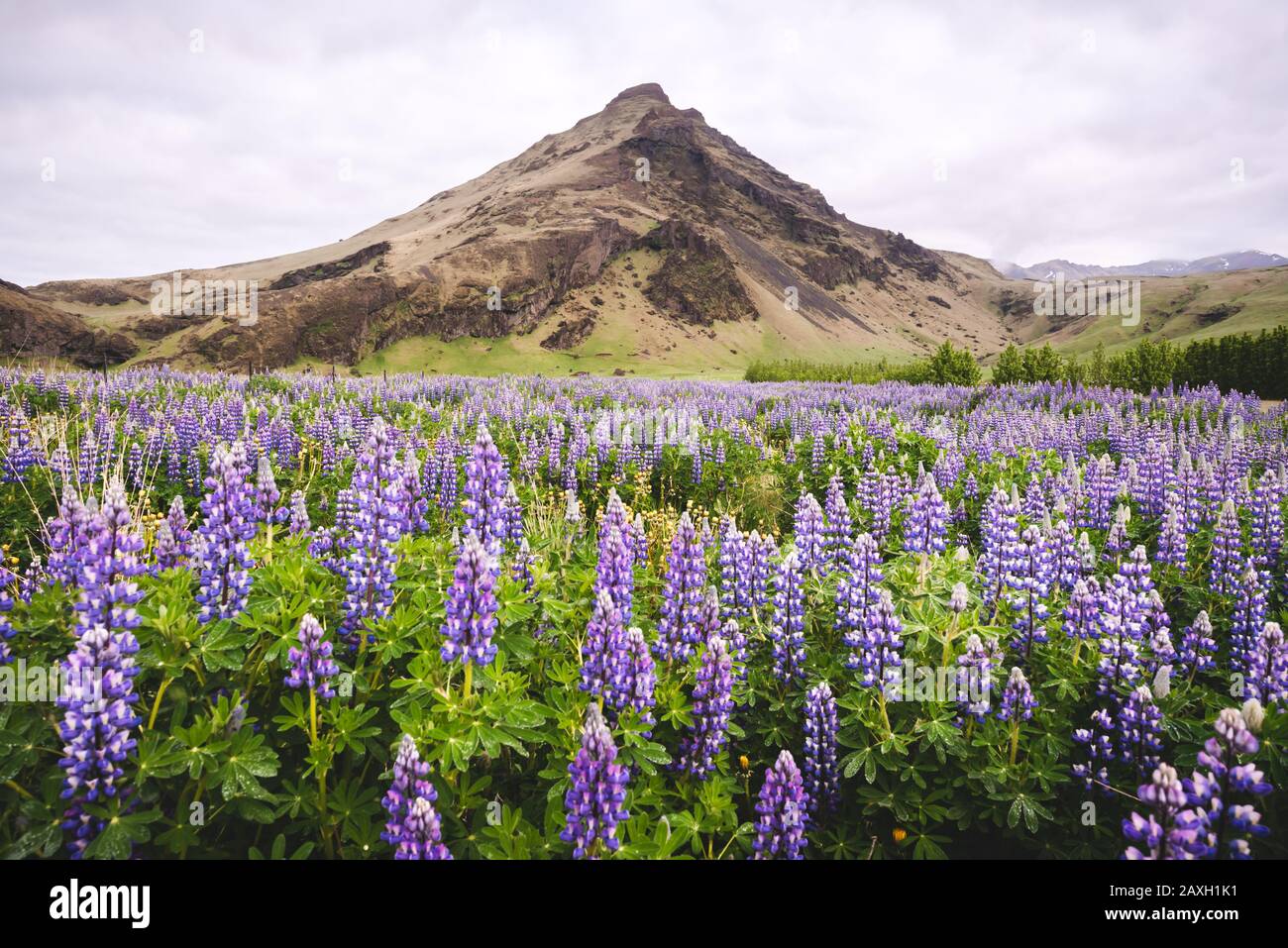 Malerische Landschaft mit Berg- und Lupinenblumenfeld, Island, Europa Stockfoto