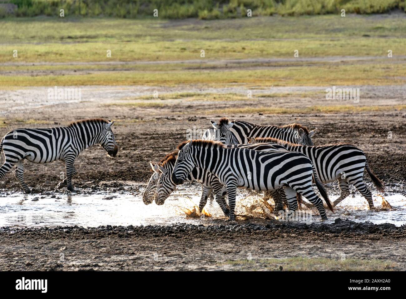 Zebraherde, die das Wasser am Ndutu See, Tansania, Afrika, genießen Stockfoto