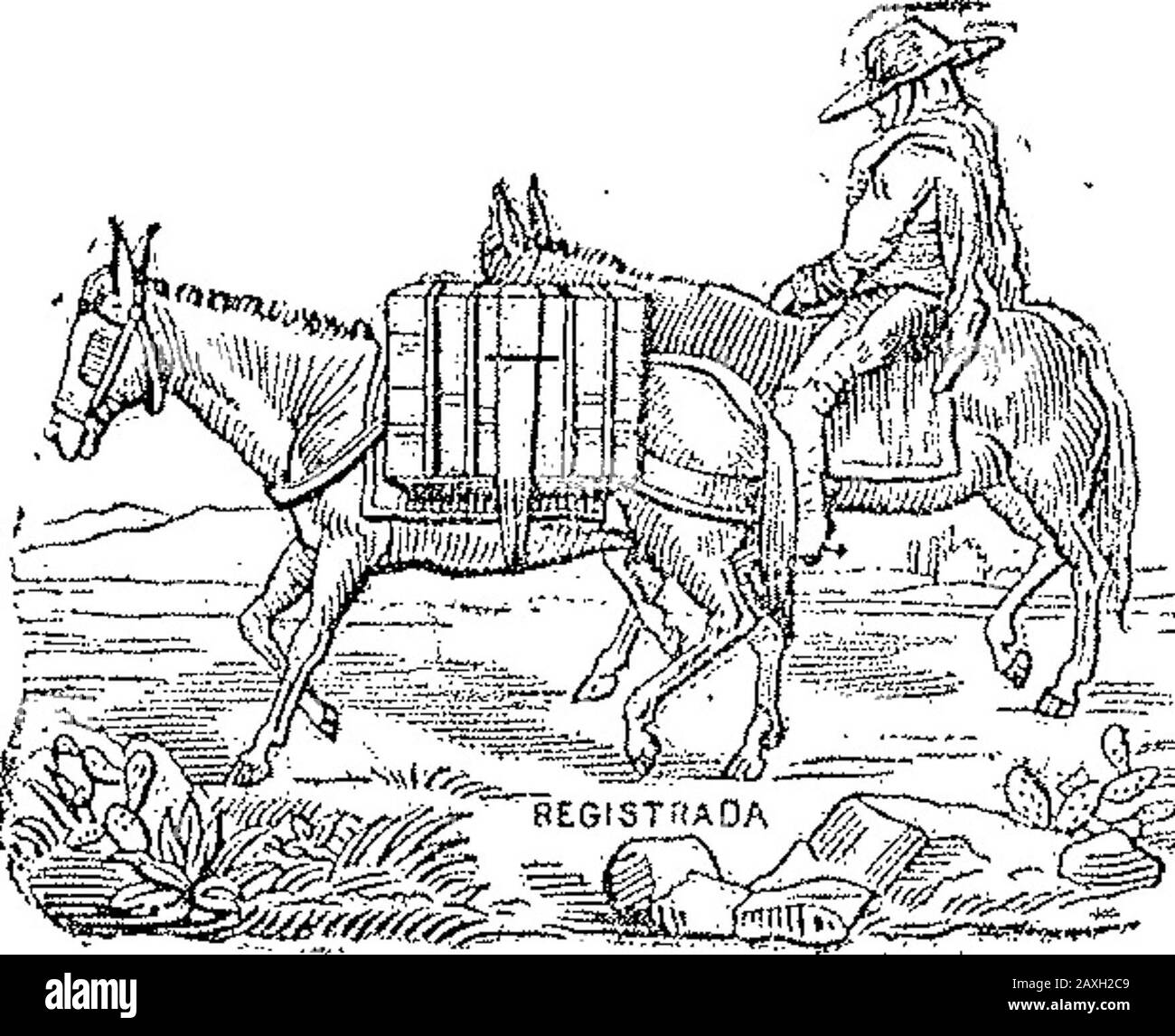 Boletín Oficial de la República Argentina 1902 1ra sección. Octubre 10 de 1902-Ángel S. Villaran, Distinguir cigarrillos, (tí. Miter 576.) V-16-Octubre. Acta Nr. 10918. .4SJ1ERO Agosto 29 de 1902.-Barclay, Mackin-tosh y Ca.-Distinguir tejidos, tienda, mer-cería y confecciones. V-14-Octubre. AC * A Nr. 11.050 Cognac Fine Champagne. & Stockfoto