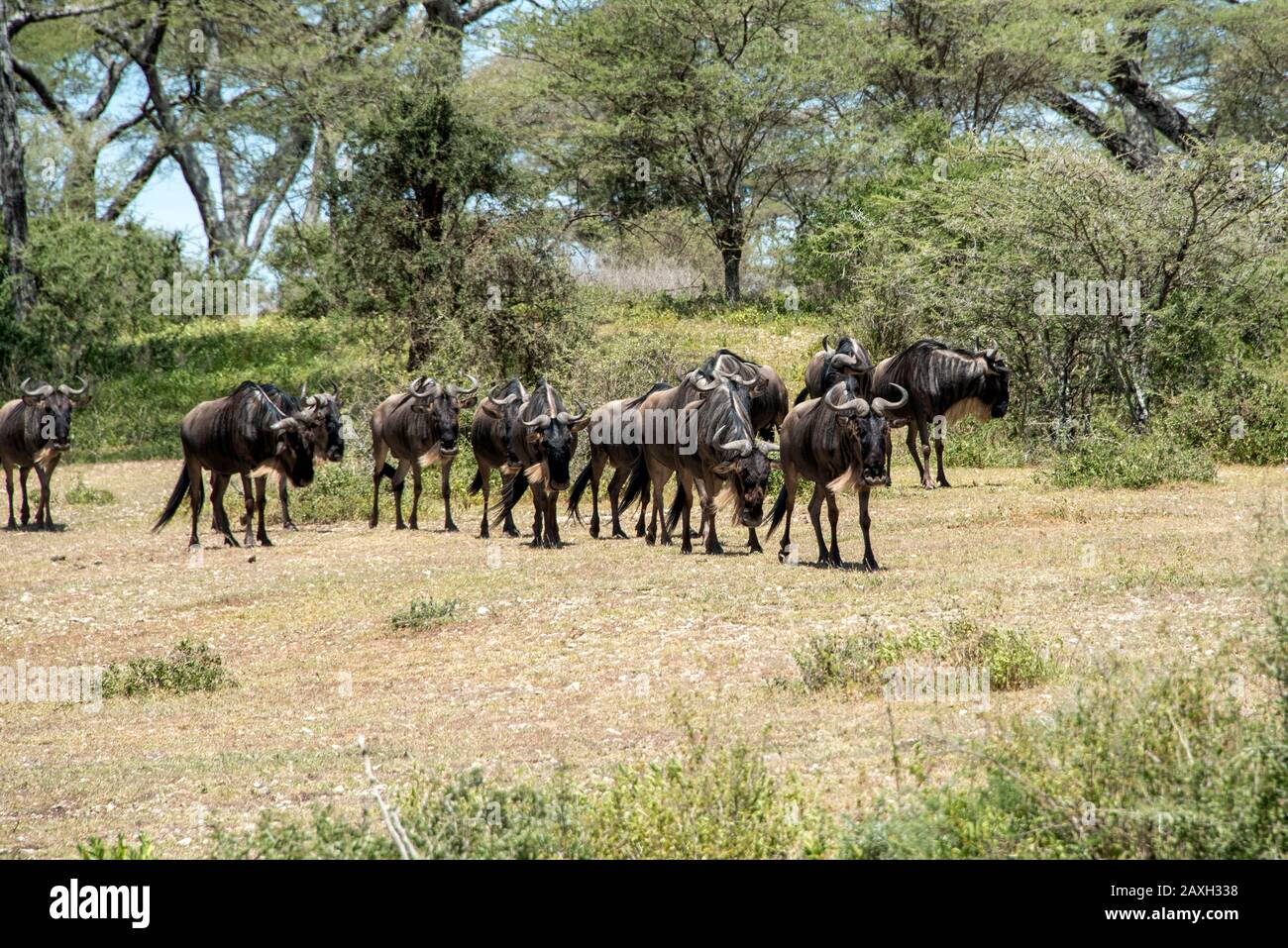Wildebeest Herde in Bewegung nach der Beobachtung einer Löwin. Aufgenommen in den Ebenen von Ndutu. Stockfoto