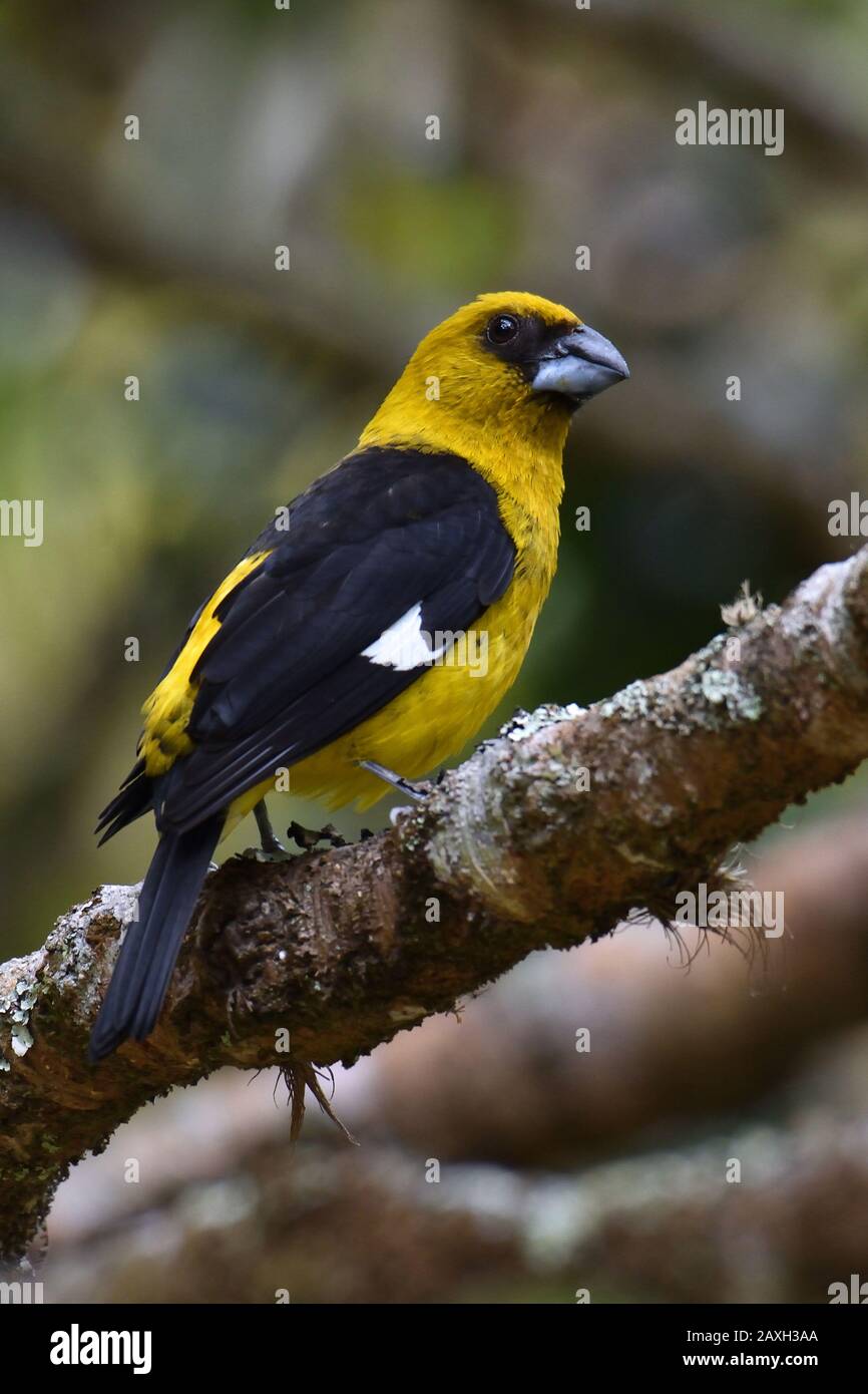 Schwarzschenkeliger Großschnabel Stockfoto