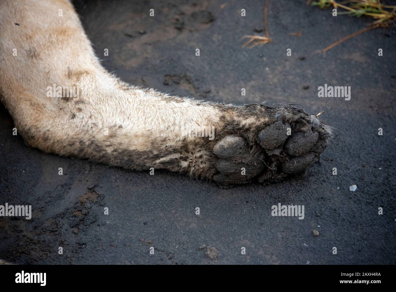 Die schlammige Pfote einer ruhenden Lioness Stockfoto