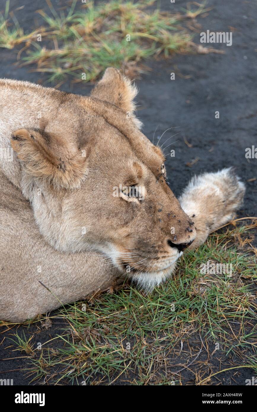Nahaufnahme dieser ruhenden Lioness in Ndutu Stockfoto