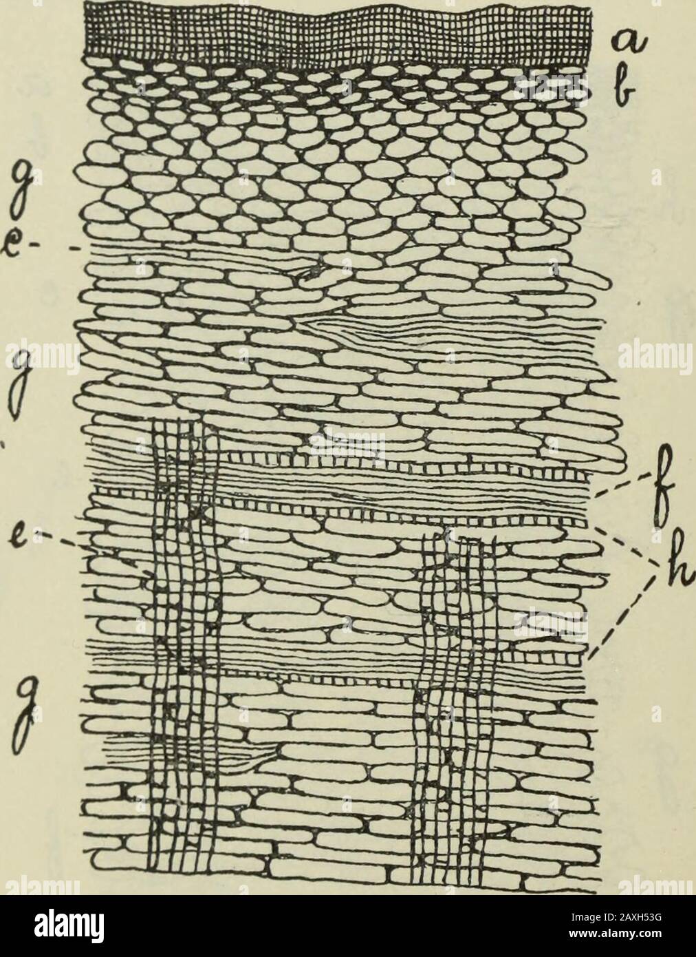 American Journal of Pharmacy. S Frangula, Querschnitt. A, Epidermis; b, collenchyma; r,sclerenchyma; e, medullärer Strahl; f, Bast Bundle; .1^, parenchyma; /; crystalsof Calciumoxalat. (2) Zahlreiche kleine Gruppen von Bast verstreut etwas regularlydurch fast die gesamte Rinde, die Anzahl der Fasern im Bastenbündel variiert von 2 bis 3 bis vielleicht 25 in jedem Bündel. (3) P^ch-Bündel von Bast wird von einer Schicht dünner Walledzellen begrenzt, die mit kubischen Kristallen von Calciumoxalat gefüllt sind; diese Kristallzellen erscheinen sehr deutlich im Längsschnitt und im Pulver. (Siehe Zeichnungen.) Stockfoto