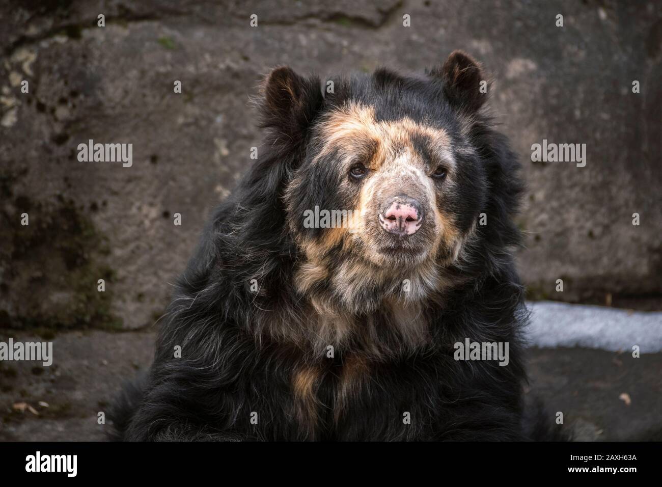 Porträtaufnahme des Andenbären Stockfoto