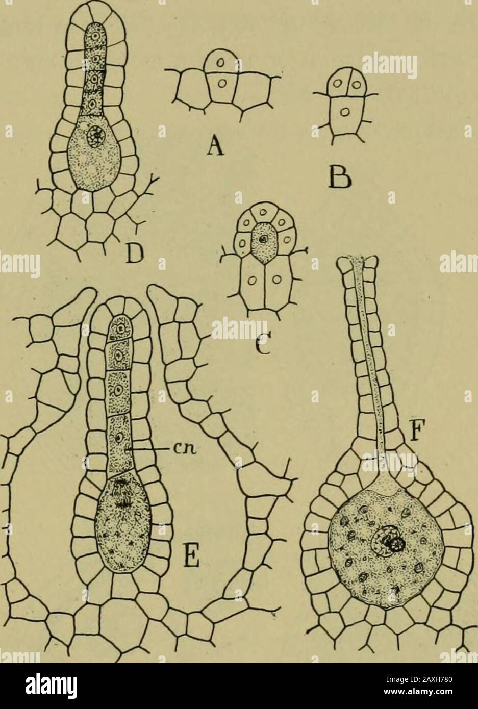 Natur und Entwicklung der Pflanzen. Er weibliche Gamete wird als Oosphäre oder Ei bezeichnet. Das weibliche Gamete zeigt essen-titially die gleichen Eigenschaften wie in vielen Algen, AsVaucheria, Oedogonium usw., aber es ist von einer Jacke umgeben, die den basalen Teil des Archegoniums bildet, anstatt in einer einzigen Zelle enthalten zu sein. Möglicherweise ist das Archego-Nium aus einem vielzelligen Gametangium, als Seenin der Braunalge, durch die Sterilisation aller Zellen bis auf eine der Zellen hervorgekommen. Archegonien, mit zwei oder mehr gametenartigen Zellen, Aresometimes in den Moosen und gefunden Stockfoto