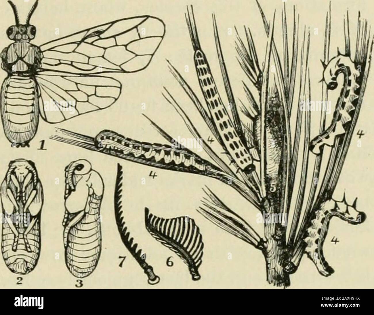 Leitfaden für die Untersuchung von Insekten und eine Abhandlung über diejenigen, die für die Ernte schädlich und nützlich sind, für die Verwendung von Hochschulen, Bauernschulen und Landwirten. ^, verbündet mit L. abietis, der in P^astham, INIass. Die jungen Pitch-Kiefern, die im sandigen Boden dieser Region gepflanzt wurden, verwüstet. * Die Eier werden einzeln in die Seite einer Nadel der Kiefer gelegt, obwohl manchmal auf jeder Seite des Thelefs ein Ei eingelegt wird. Herr Riley hat die Gewohnheiten der Weißkiefer-SAW-Fly beschrieben, von einem Zoll Länge, wenn sie vollständig giown; am dunkelsten oben und mit undeutlichen schwarzen Flecken auf den Seiten. Der Kopf ist weiß mit einem kleinen Blak Stockfoto