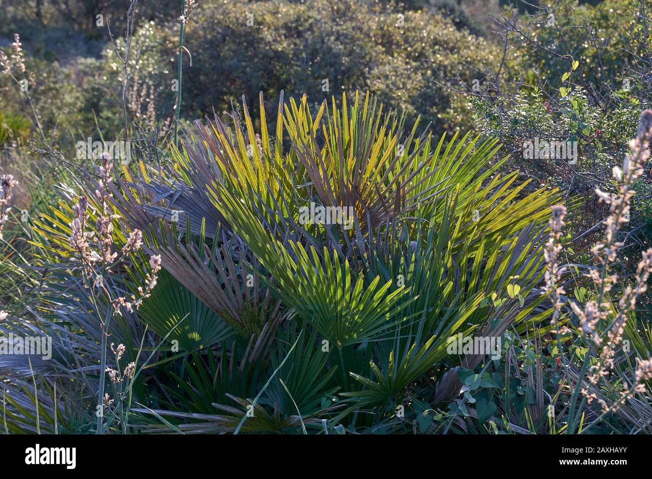 Einige Palmetto- oder margalló-Zweige, die typisch für aride und trockene Regionen sind, im Allgemeinen in Küstennähe, in Nordafrika, Spanien. Stockfoto