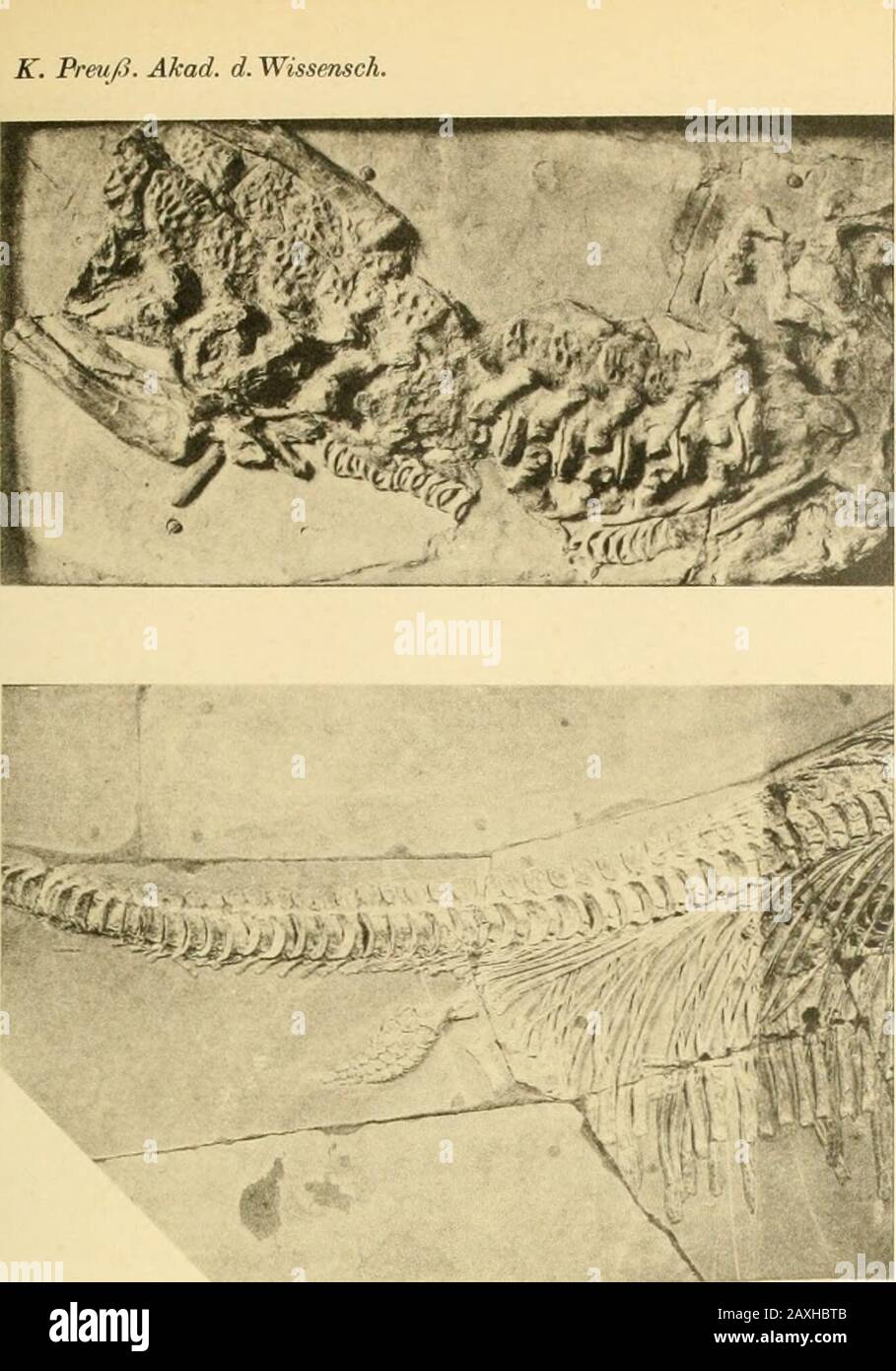 Veranstaltungen der Königlich Preisakademie der Wissenschaften aus dem Jahr .. . den Tod des Teleosaurus hervorgerufen. Fund-ort Lias, Holzmaden. S. 20. S. 32 Nachtrag. Abb. 2. Ichthyosaurus quadrisci-ssus mit 2 Jungen. Lias von Holzmaden. S. 17.An der with x beeichneten Stelle befindet der sebr klein Kopf eines jungenIchthyosaurus und unter diesem ein schwarzer Fleck mit vielem glänzenden Hervor-Ragungen, die durch einen Tintenbeutel eines verschleckten Zephalopoden und dessenhäuschen inde. The Photograpbie here the Stiche, da unter uniimstigsten Ve Stockfoto