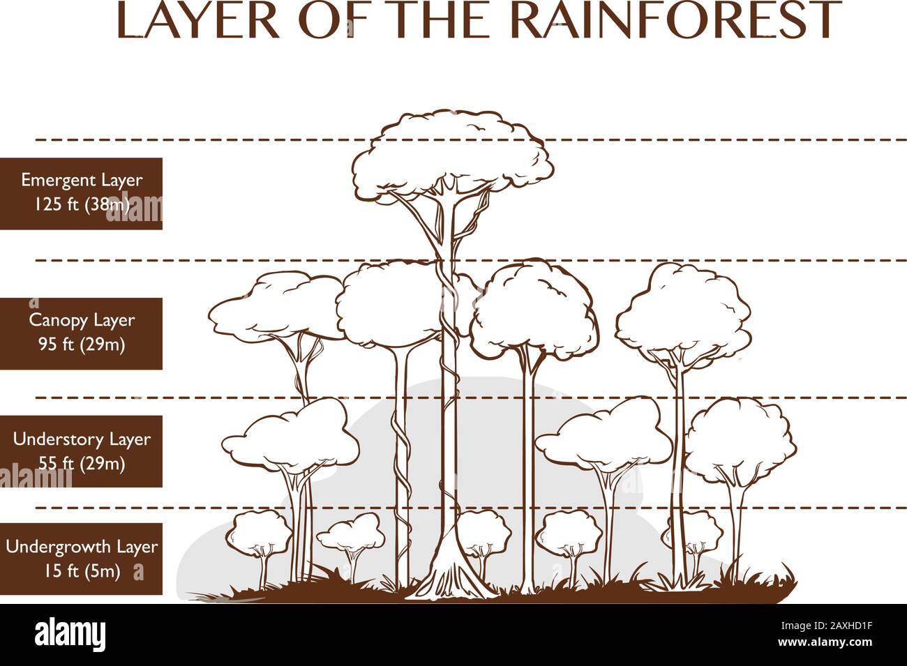 Vektordarstellung der Regenwaldschichten Stock Vektor