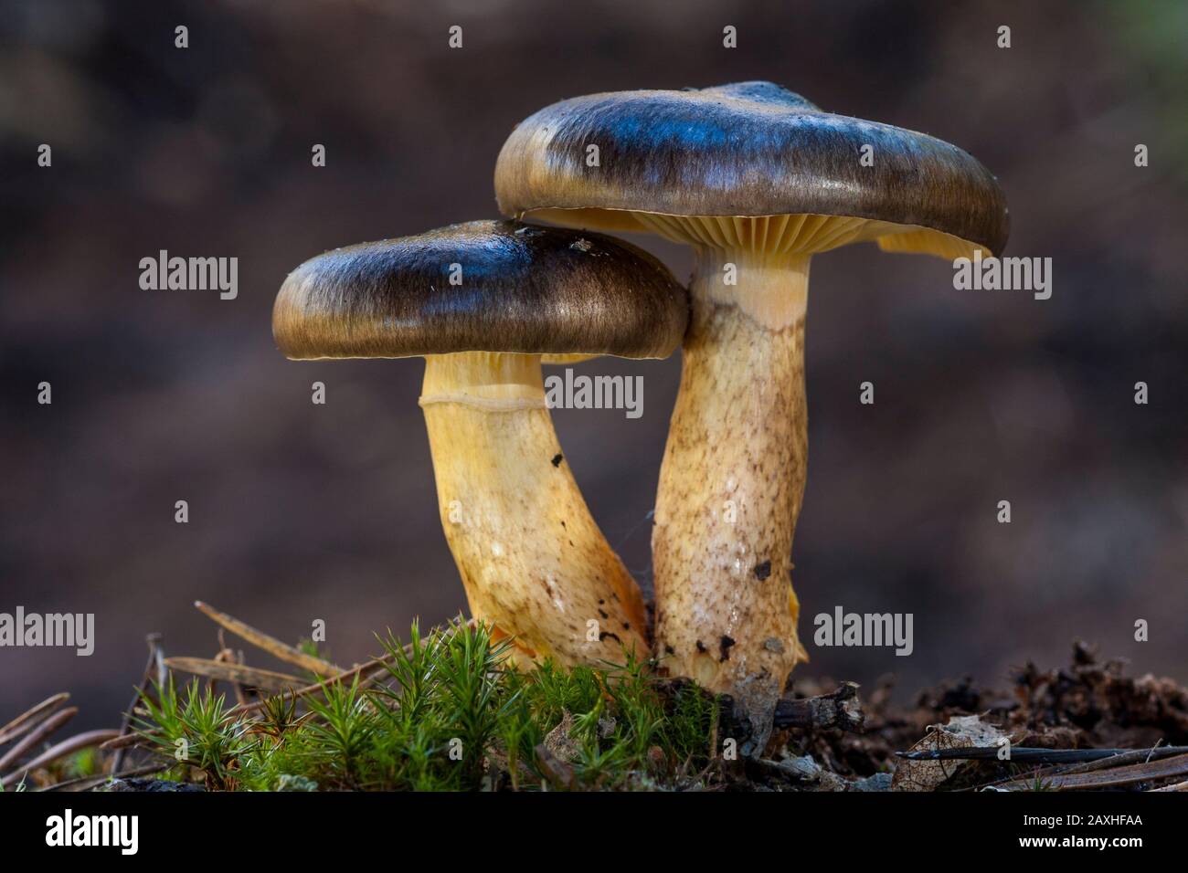 Hygrophorus hypothejus, zwei Exemplare, die im Waldboden wachsen. Leon, Spanien Stockfoto