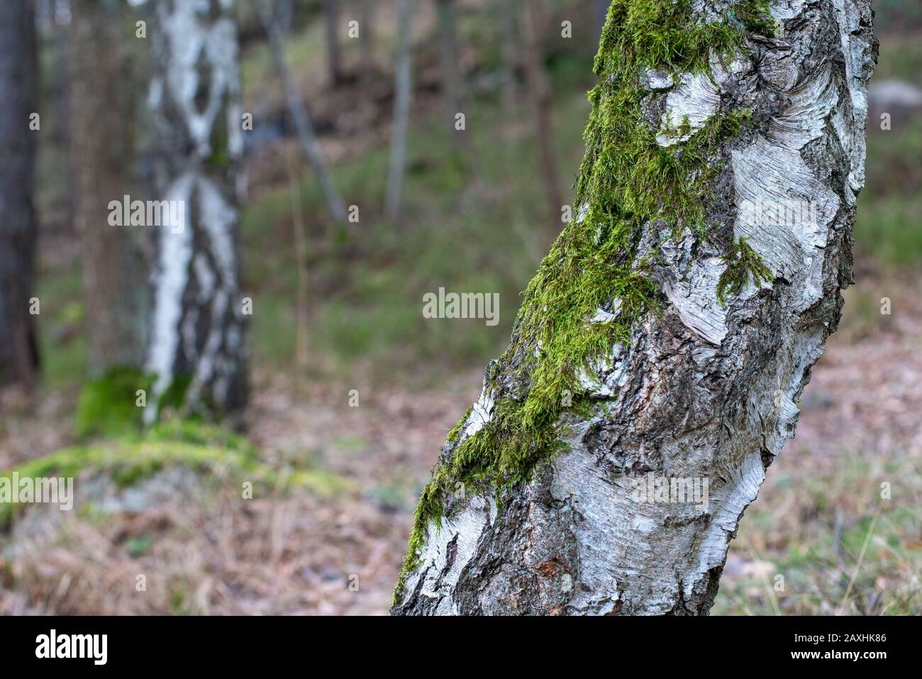 Nahaufnahme eines mit Moos bedeckten Baumes auf einem Unscharfer Hintergrund Stockfoto