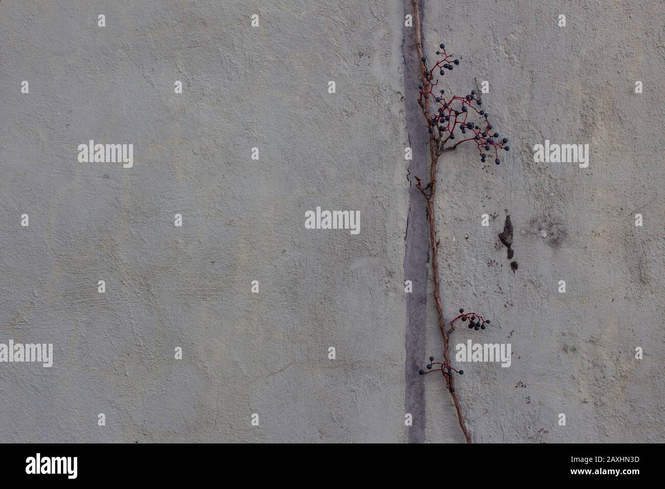 Trockene Beeren eines Traubeneivs vor einer Betonwand, auch Parthenocissus tricuspidata, woodbine oder boston Ivy genannt Stockfoto