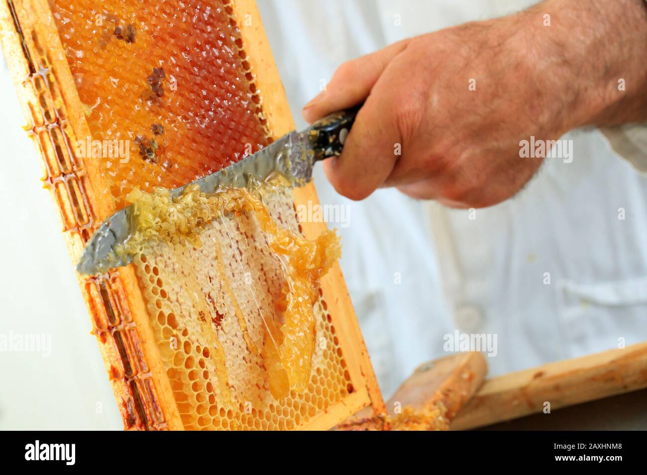Imkerei, Honiggewinnung. Zellbindung aufheben, Honigernte auf den mit einem Messer unbedeckten Lagerrahmen Stockfoto