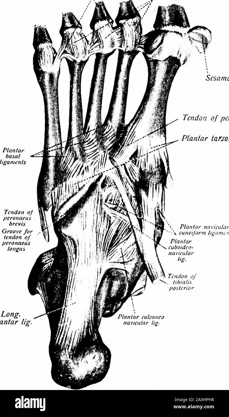 Ein Handbuch der Anatomie. Asen der fünf Metatarsalknochen, distal. Es gibt drei Gelenke und sie sind von der Arthrodisvarie. Die mediale tarsometatarsale Artikulation umfasst den internalcuneiformen Knochen und die Basis des ersten Metatarsalknochens (große Zehe).Die Bänder sind die Kapsel, sowie dorsale und plantare Tarsometatarsalligamente. Das Zwischengelenk des Tarsometatarsals umfasst die dreieiformen Knochen und die Basen des zweiten, dritten und eines Teils der vierten Metatarsalknochen. Die Bänder sind dorsal, plantar und interossös. Die laterale Tarsometatarsale Artikulation bezieht den Cubo mit ein Stockfoto