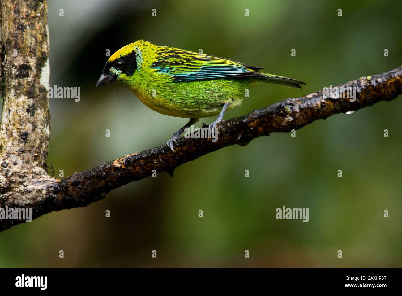Grün-goldenes tanager im Wolkenwald, der die Osthänge der Anden bei Zamora in Ecuador bedeckt. Stockfoto