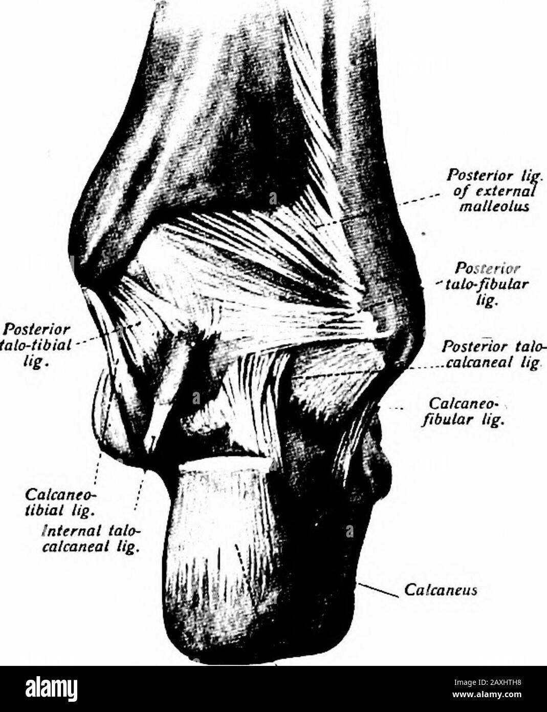 Ein Handbuch der Anatomie . Anterior lig O)externer Malleolus Abb. 110.-Der rechte Tibiaand Fibula mit ihren Bändern.(Sobolla und McMurrlch.) 138 SYNDESMOLOGY Die Synovialmembran des Gelenks ist eine Verlängerung des Knöchelgelenks. Das SPRUNGGELENK (Articulatio TALOCRURALIS), Das Sprunggelenk oder die Tibiotarsale Artikulation ist von der Ginglymusvarietät. Betroffen sind die Tibia, Fibula und Talus(Astragalus). Eine Kapsel wird von den verschiedenen Bändern gebildet und diese variieren instrength. Posterior lig von externalmolteolus. CalcaneO tibial lig.Internal tato-calcäneal lig. Colcarteul Sehnenschwein. III.- Stockfoto