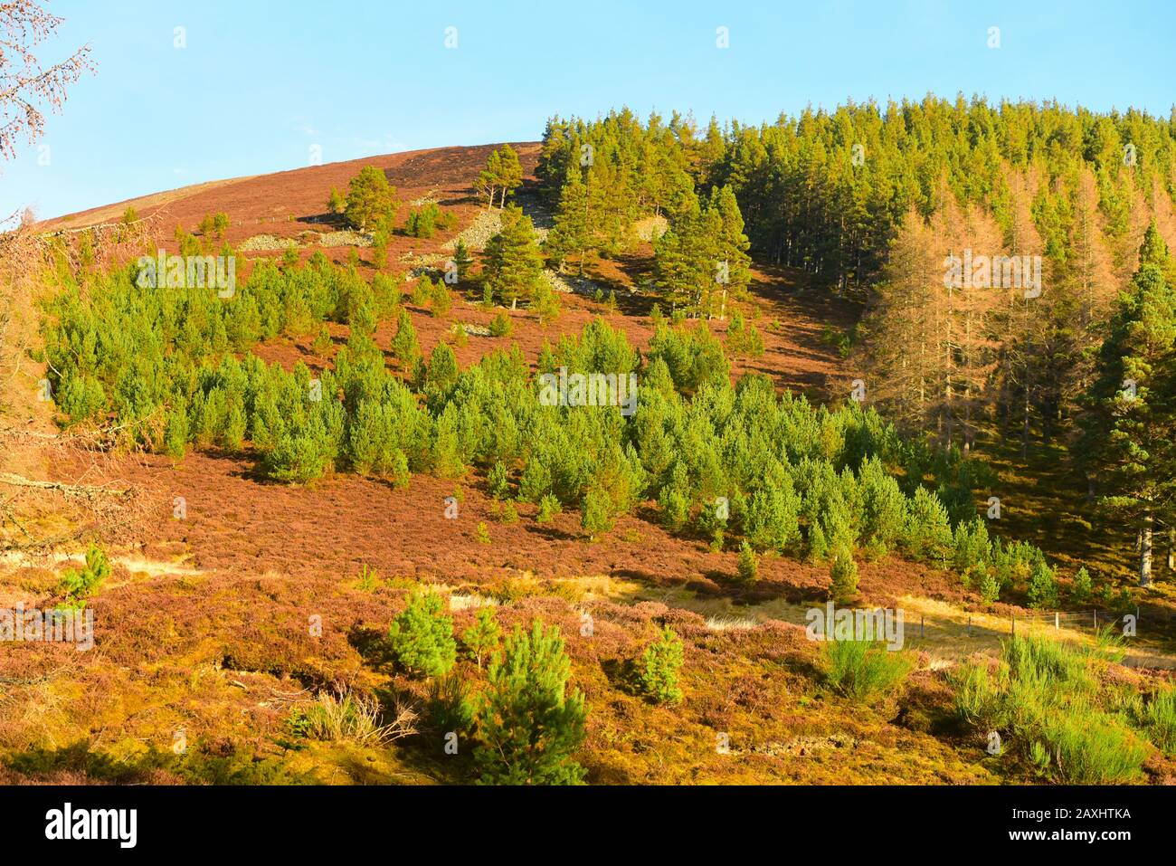 Ein Prozess der allmählichen Erweiterung des Holzlandes und der Ausbreitung durch natürliche Regeneration aus altem stehendem Holz in Upper Donside, Aberdeenshire. Stockfoto