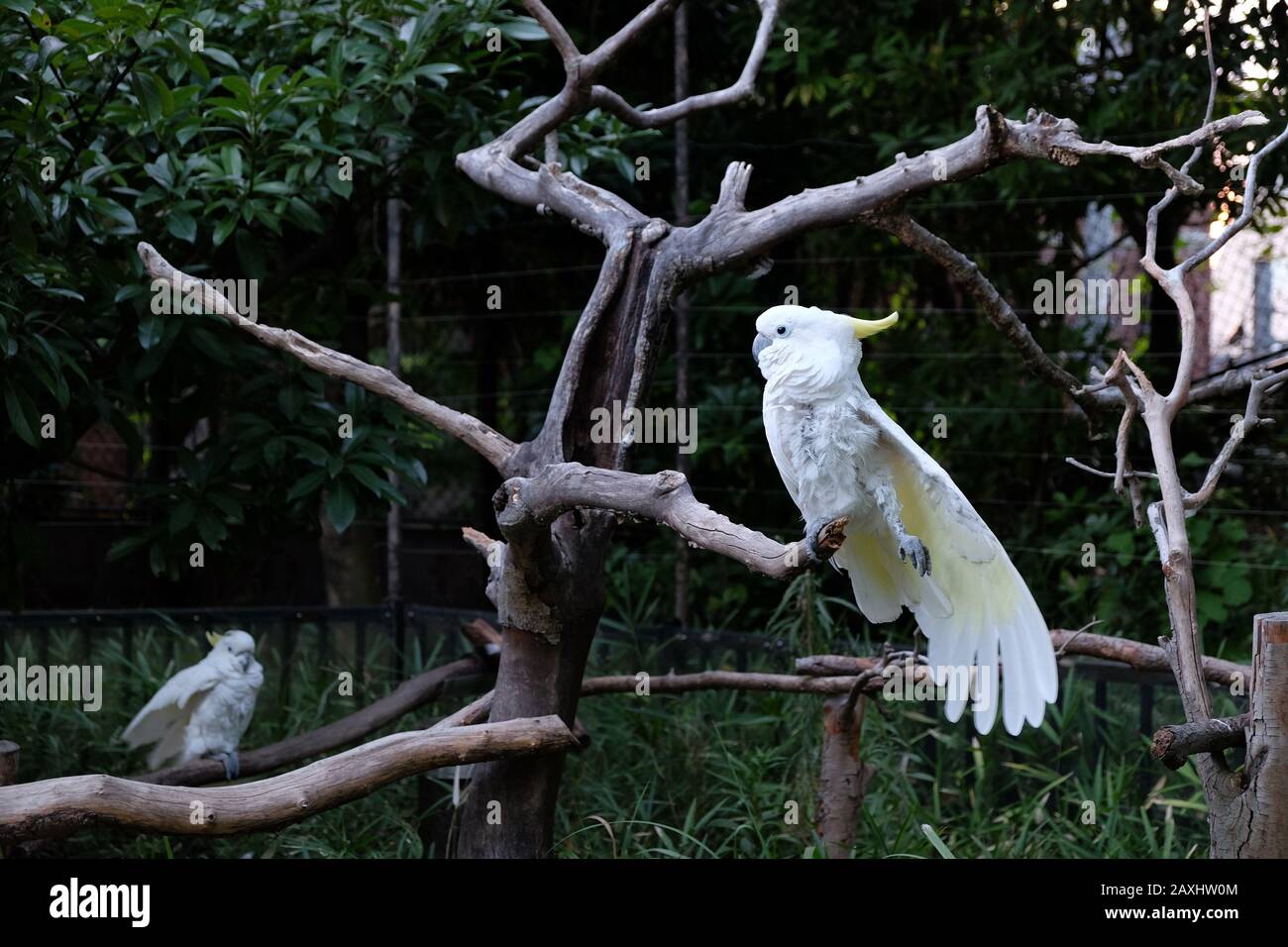 Foto von zwei Schwefel-Haube Kakadu auf Ästen in einem zoo Stockfoto