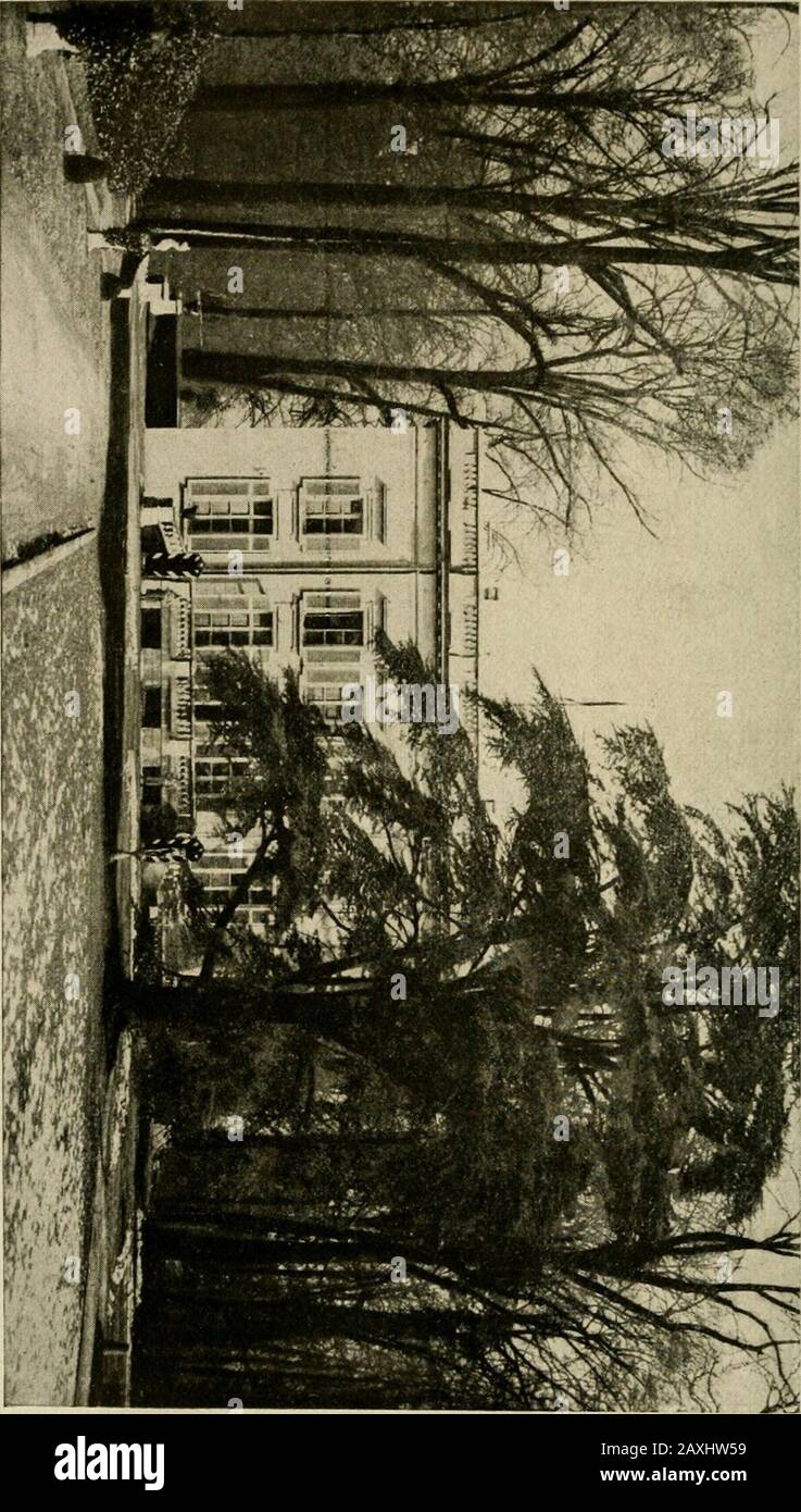 Mitteilungen der Deutschen Dendrologianischen Gesellschaft . Tilia platyphyllos laciniata, l8 m hoch, im Parke des Herrn Frhr, von gleichen zu Rudolstadt.(Text Seite 301.) H -•. Nr. 28. Dendrologische Feldpost. 305 oft große Bestände dar, und je nach der Bodenart-Findet mehr oder WenigerLaubholz, teils als Mischwald, teils Unterholz. Hier findet man die Birke überall.auch zur Straßenbegehung wird sie gern verwendet. Und schön eine alteBirkenallee aus, trotz des melancholischen Charakters, der ihr nun mal anhaftet.Am schönsten aber sieht sie im Schmucke des Rauhreifes aus. Gel Stockfoto