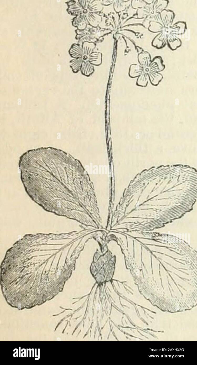 Chambers Encyclopedia; ein Wörterbuch universeller Kenntnisse für die Menschen . von Seed. Einige von ihnen sind vollständig von onecolor, andere von zwei oder mehr; einige sind zart beschattet und somevariegiert. Die bloße Farbe eines A. ist nicht so sehr conse-quence, im Auge eines Floristen, wie die Form und Schattierung. Die Hauptvoraussetzungen eines guten A. sind große Blumen, so viele von ihnen in einer Landschaft, dass sie dem Dübel die Fülle geben, die Blumenhalme sind stark, dass die Blumen nicht herabhängen. Die Landschaft selbst muss so groß sein, dass die Blumenumballe über den Blättern und so stark wie bea aufsteigen können Stockfoto