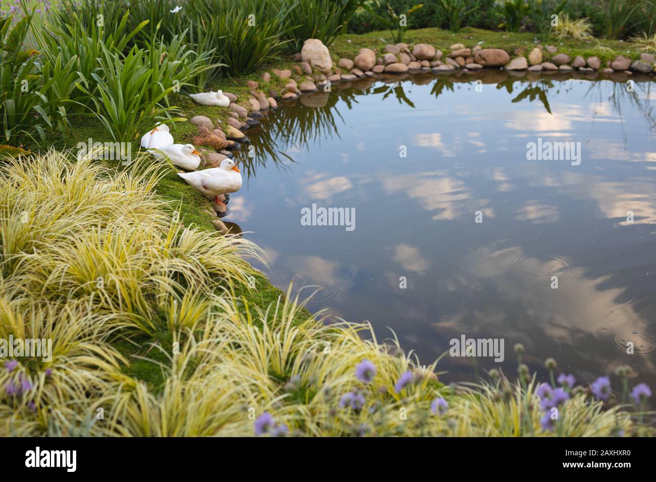 Weiße Enten, die an einem Teich in einem ruhigen grünen Garten mit Blumen an einem sonnigen Tag genießen. Wochenendaktivitäten für Zuhause und Lifestyle. Stockfoto