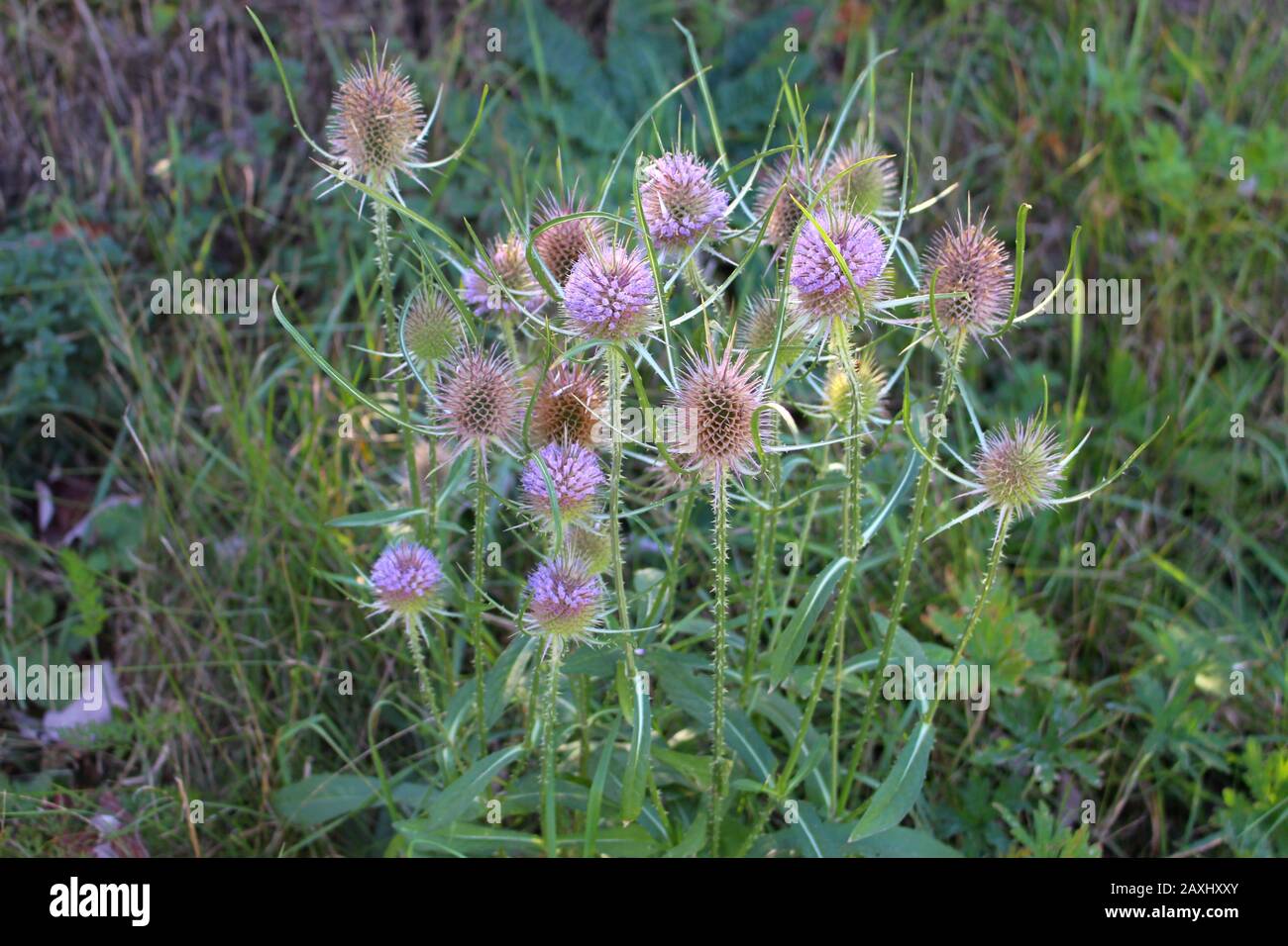 Blumen von Wildteasel im Herbst, auch Dipsacus fullonum oder wilde karde genannt, ausgewählter Schwerpunkt, Bokeh Stockfoto