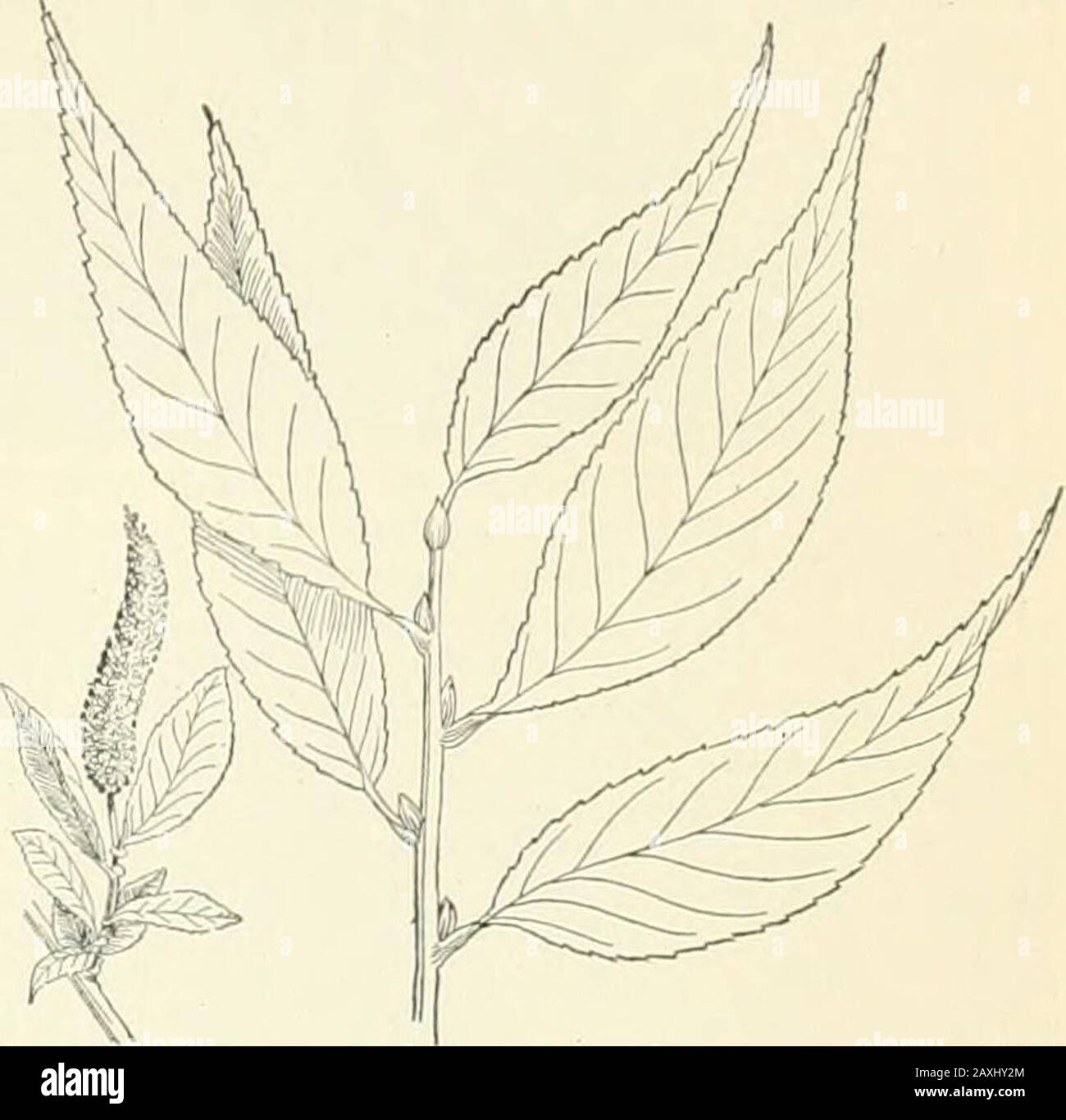 Die neue internationale Enzyklopädie. ERSON, von denen 18 Händler waren, die sich für die Kosten der Expedition schägen. InJuli 1553 drangte ein Sturm an der Küste Norwegens die Flotte ab. Zwei der Schiffe gingen in den Dheiarbor von Arzina in Lappland, wo die krebsandigen Passagiere während der Winterstarrungen umkamen, die Schiffe und Leichen, die einige Jahre später zusammen mit Hi Willoughbys Journaland gefunden wurden. Das dritte Schiff war zerstört, aber vor ihrer Besatzung entkam es zum Erzengel. Willow (.S. iiiili(/, von unsicher ctymol-ogv), Sali.i: Eine Pflanzengruppe der Naturalorclcr SalicaeciP. Der (niedrig Stockfoto