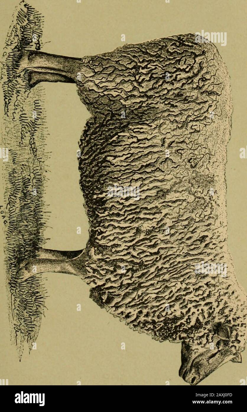Die Krankheiten des lebenden Bestands und ihre wirksamsten Mittel; . diese zuverlässige Behandlung ist es, dem Lamm eine Injektion von warmer Milch zu geben, etwa die Körpertemperatur, die durch darin gerührte Melasse zu hellbraun gefärbt wird, zwei oder drei Hüpflaumen, die mit einer SmalSpritze verabreicht werden sollen. To.give das richtig, das Lamm sollte senkrecht von den Hinterbeinen gehalten werden, so dass die Vorderfüße, aber nur den Boden berühren, während und für einen Moment nach der Injektion. Ifharter Mist wird nicht mit der Flüssigkeit entladen, oder kurz danach soll die Injektion wiederholt werden. Wenn, nachdem das Medikament hat Stockfoto