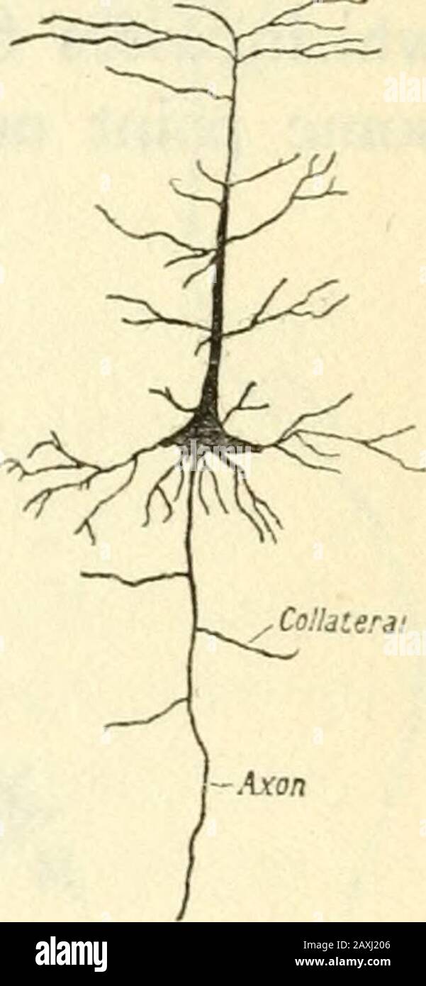 Frühe Abenteuer in Persien, Susiana und Babylonien, einschließlich eines Wohnsitzes unter den Bakhtiyari und anderen wilden Stämmen vor der Entdeckung von Ninive . l beachten Sie, dass die meisten Prozesse der Nervenzelle fast sofort in kleinere Äste zerfallen, die in Arborgings feiner Zweige enden; das sind Kalleddendronen. Der eine lange Prozess, der im Diagramm gezeigt wird, heißt Achsenzylinder oder Axott; er variiert stark in der Länge indifferent Neuronen, aber alwaysiert in einer Arborisierung ähnlich dem der Dendrons. Theaxon hat ein paar feine Nebenbranchesnahe der Zelle des Neurons, die ar Stockfoto
