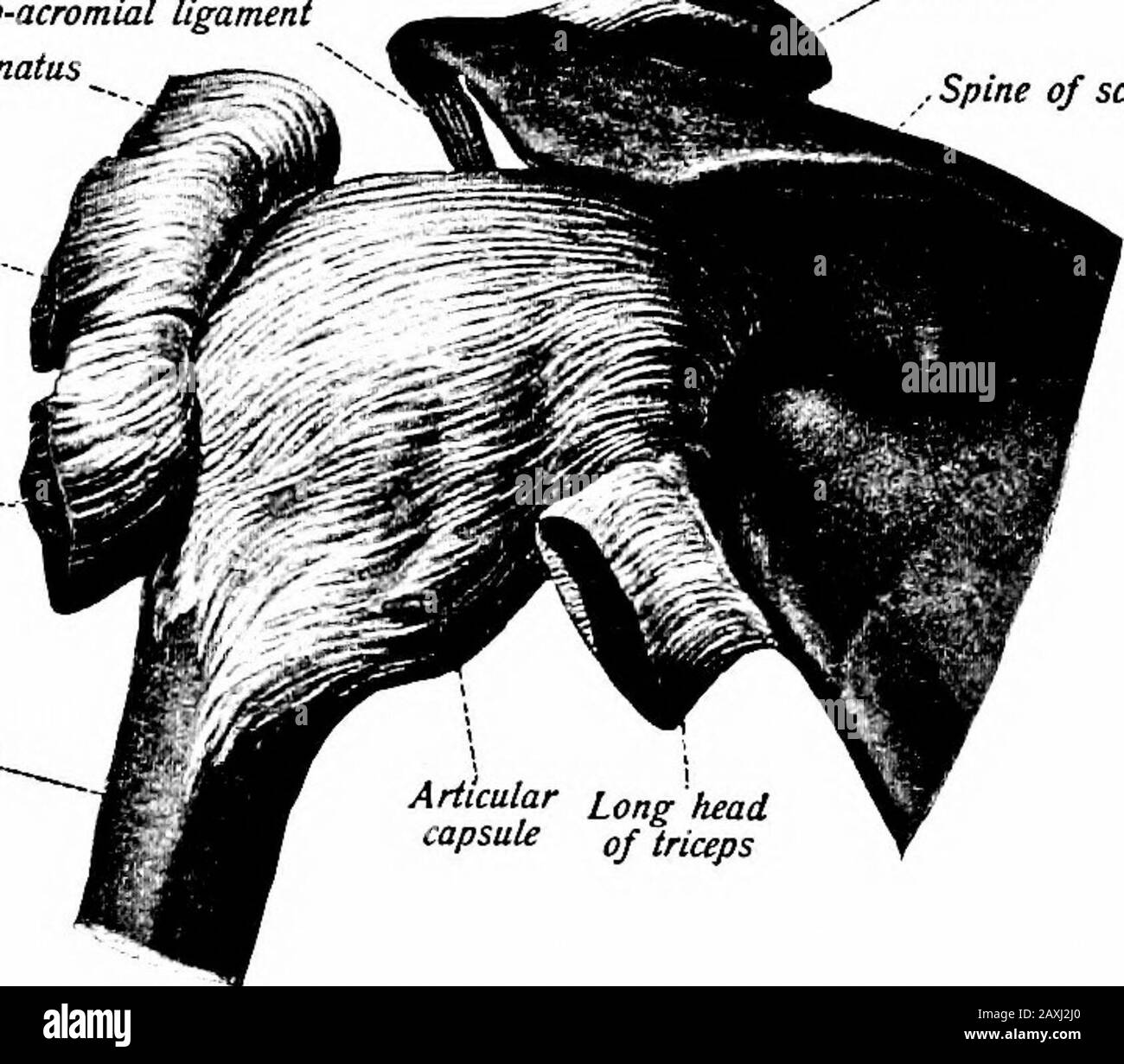 Glenoid fossa Fotos und Bildmaterial in hoher Auflösung Alamy