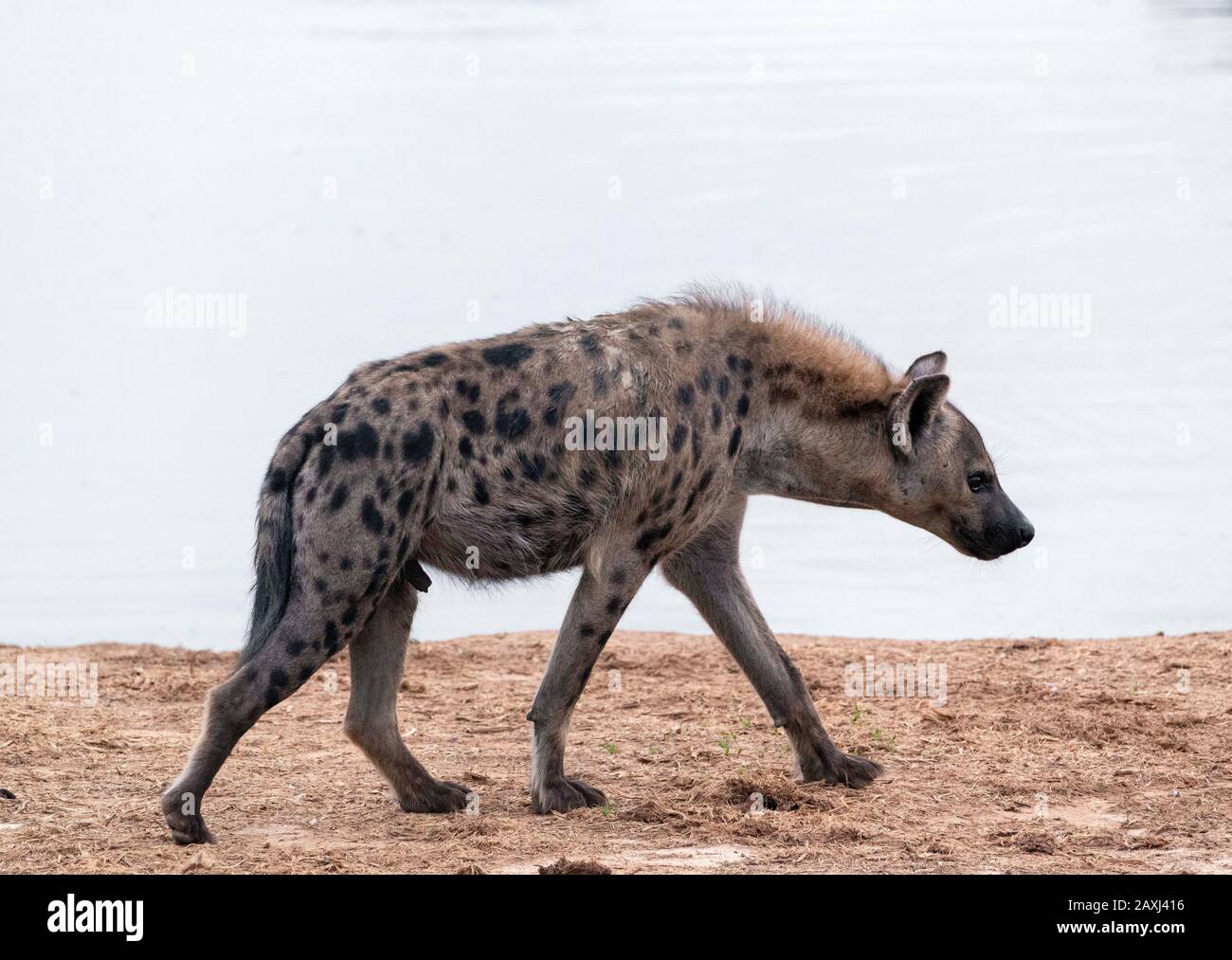 Gepunktete Hyena-Jagd im Addo Elephant National Park, Ostkaper, Südafrika Stockfoto