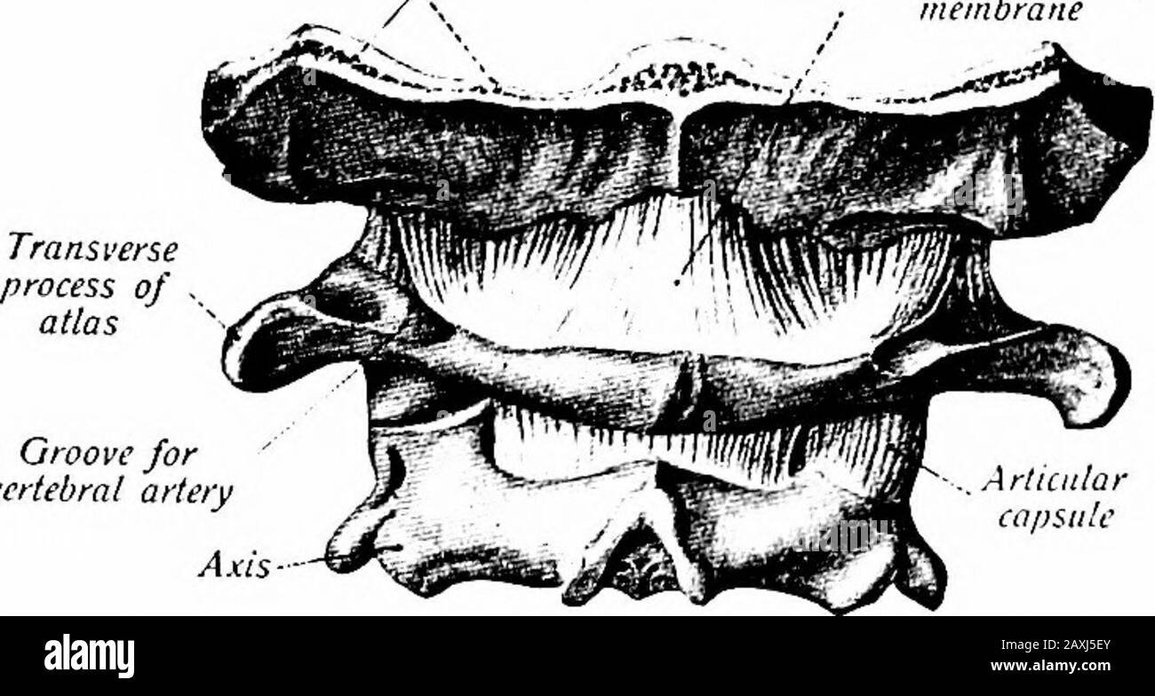 Ein Handbuch der Anatomie . OCCIPITALKNOCHEN Die atlantooccipitale Artikulation (Articidatio atlantooccipitalis) isa-Durchfallrose. Die Bänder sind wie folgt: 1. Ein Kapselband, das jedes Kondyl des Theokzipitalknochens und die entsprechende Facette des Atlas umgibt. 2. Die ventrale atlantooccipitalmembran {membrana atlantooccip-italis anterior) erstreckt sich vom Ventralbogen des Atlas bis zum Theventralrand des Foramen magnum und ist in der themedianischen Linie verdickt. 3. Die dorsale atlantooccipitalmembran erstreckt sich vom Dorsalbogen bis zum Dorsalrand des Foramen magnum. Beide arecontinuous mit Stockfoto