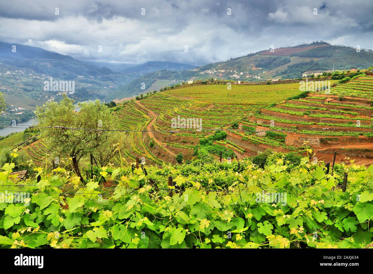 Douro-Tal. Portugal Weinberge Landschaft. Alto Douro DOC Weinanbaulandschaft. Stockfoto