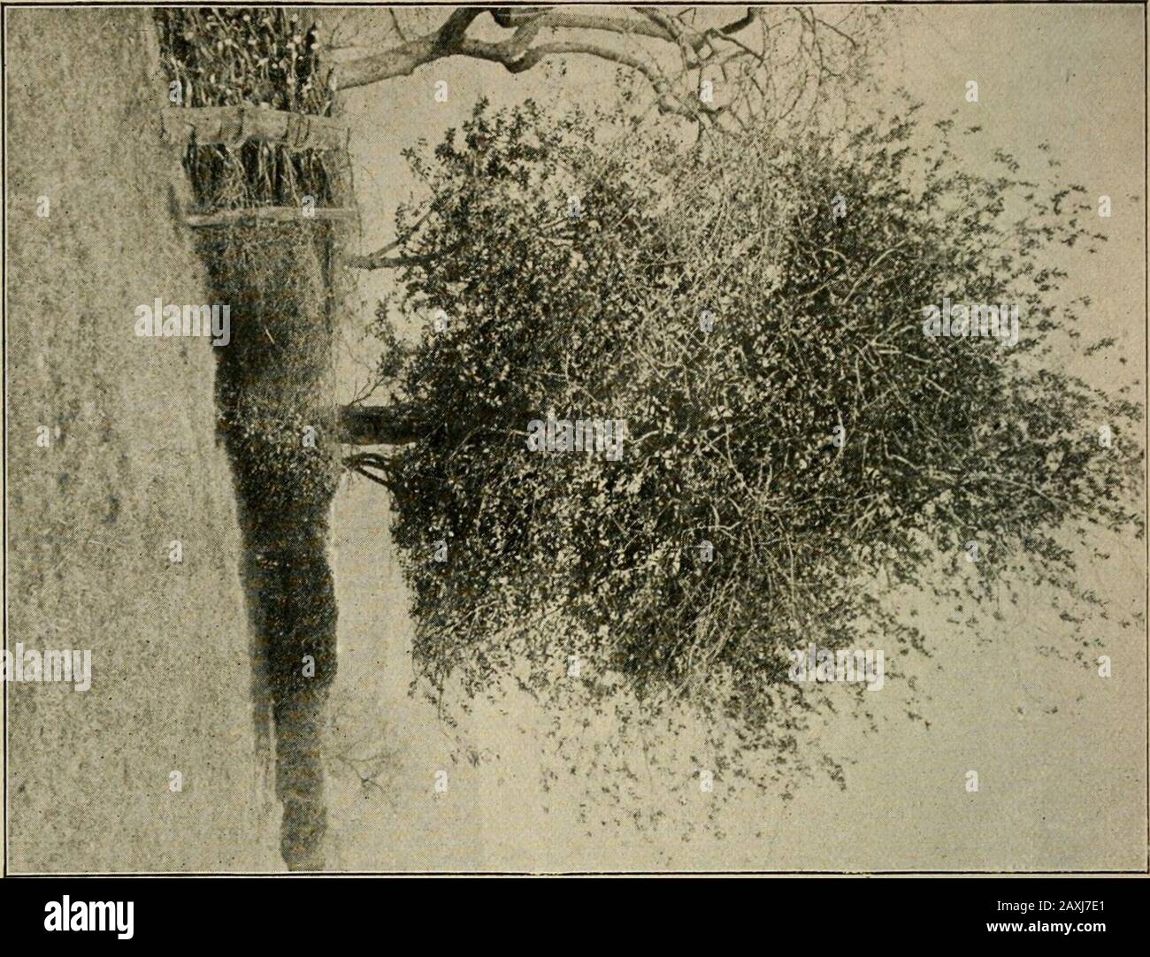 Mitteilungen der Deutschen Dendrologianischen Gesellschaft . Aufnahme: Postrat Peters.Ilexbaum genannt "Dr. Foerster-Hülse" in Mittel-Enkeln bei kürten (reg.-Bez. Köln, KreisWipperfürth), Umfang 1,45 m, Höhe 10 m, nach bisherigen Ermittlungen der märksten Hülsenbaum Deutschlands. FFI -s ??. O i- r^ 15;,-^.L. ?? * ? 71 1 1 S; ^^PpiPH ft... ,AJ*^...:. J- .i V.% %? Im Nr. 28. Hex Aquifolium im Bergischen Lande. 5q Bäume zeigten deutsch an ihre Kronen die Sonnenanreicherung an, den die Schädensetzten auf der Seite, wo die Morgensonne hingehefallen Krieg, ganz allmählich ein, ver-stärkten sich rasch bis Stockfoto