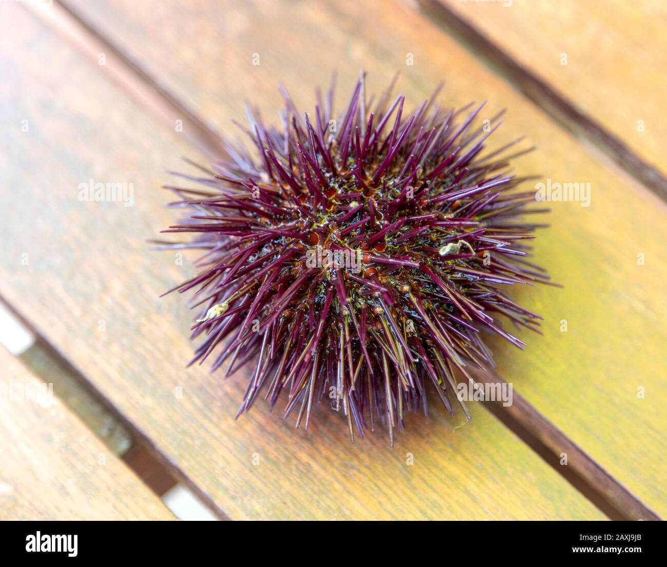 Meer Urchin, Paracentrotus lividus, lebend am Tisch, Atlantikküste, Rogil, Algarve, Portugal, Südeuropa Stockfoto